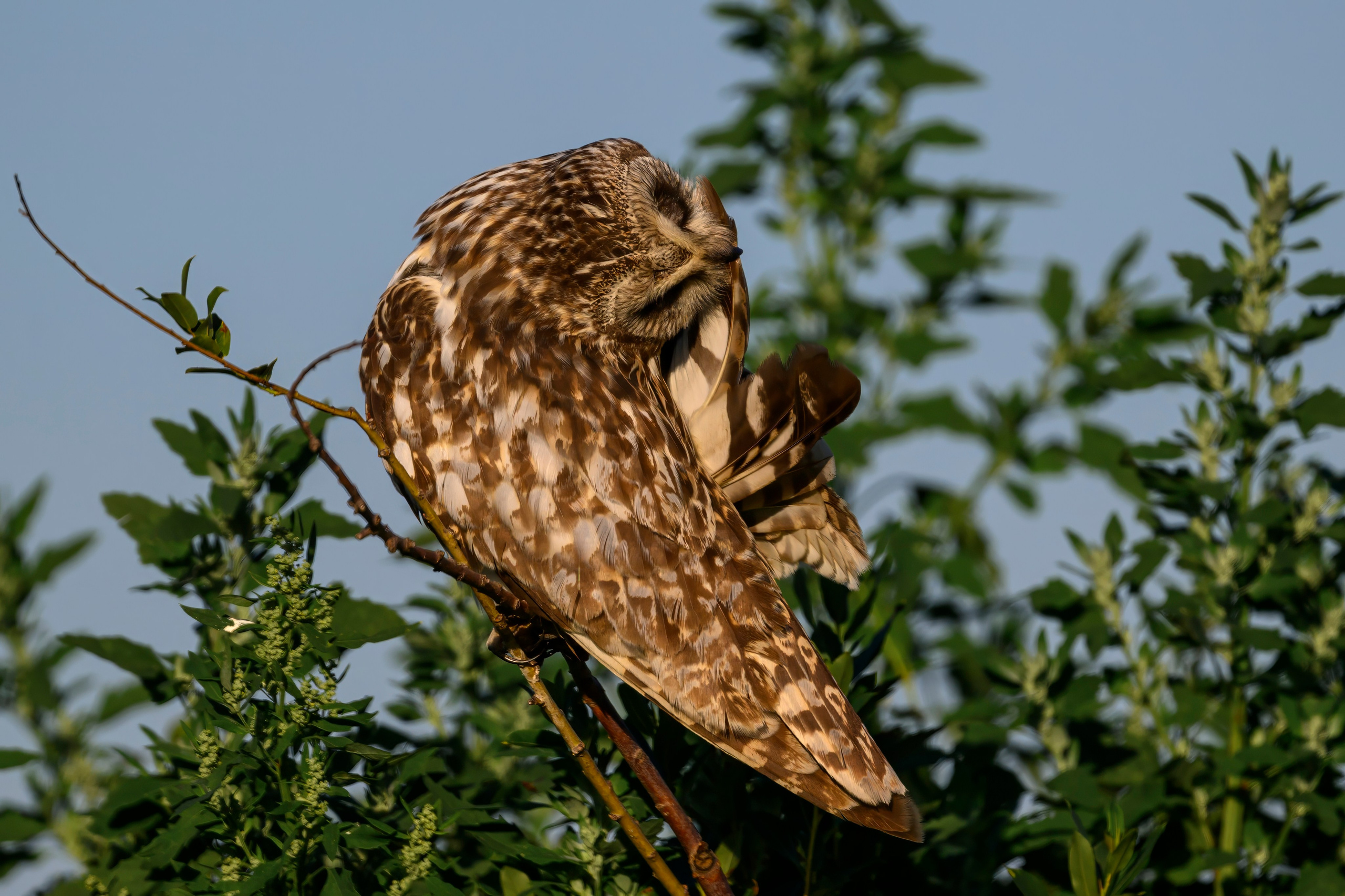 Утренний моцион совы. Owl's morning routine. Wildlife photography by Sergey Puponin