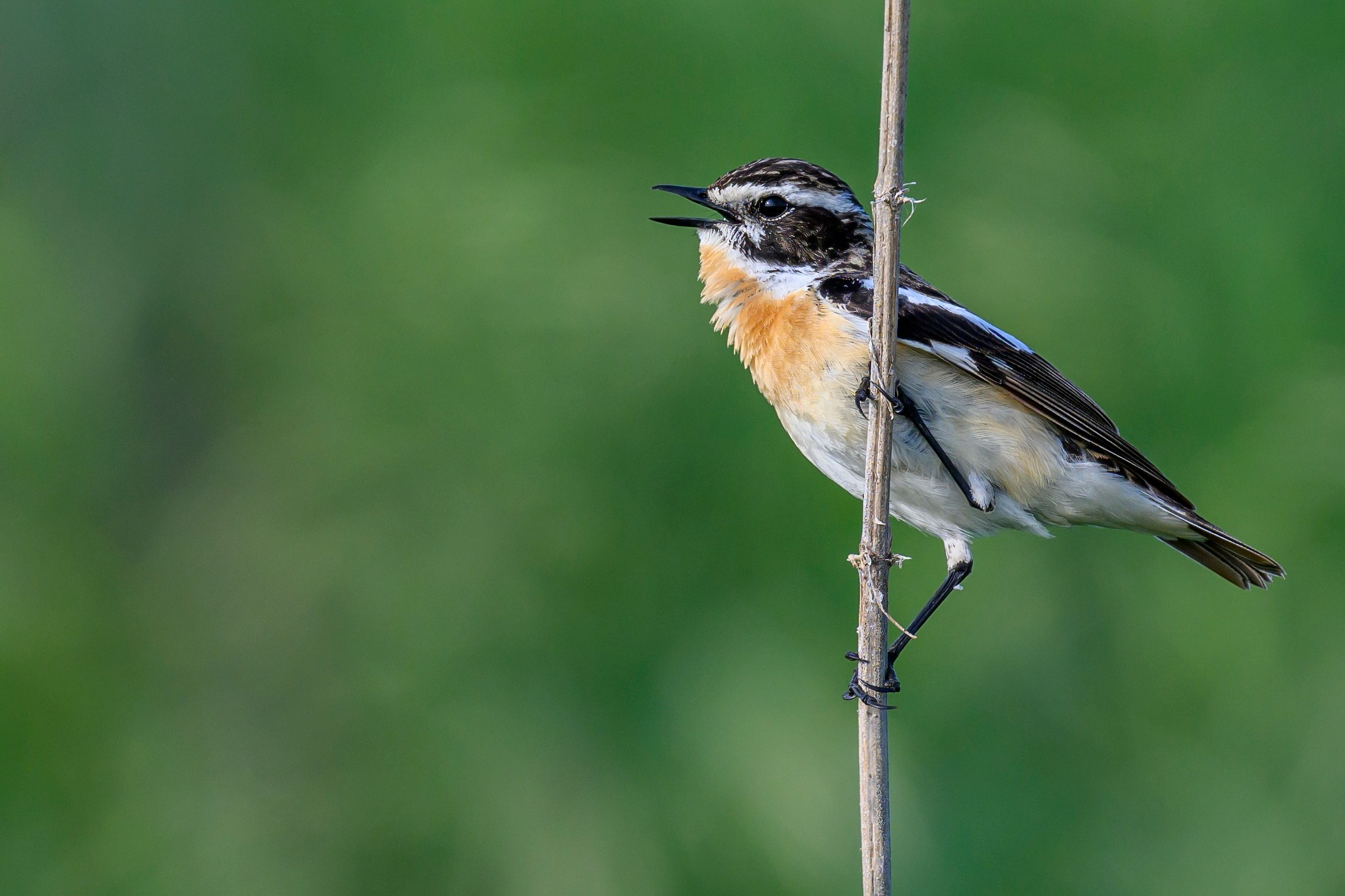 Щеглы и чекан. Wildlife photography by Sergey Puponin