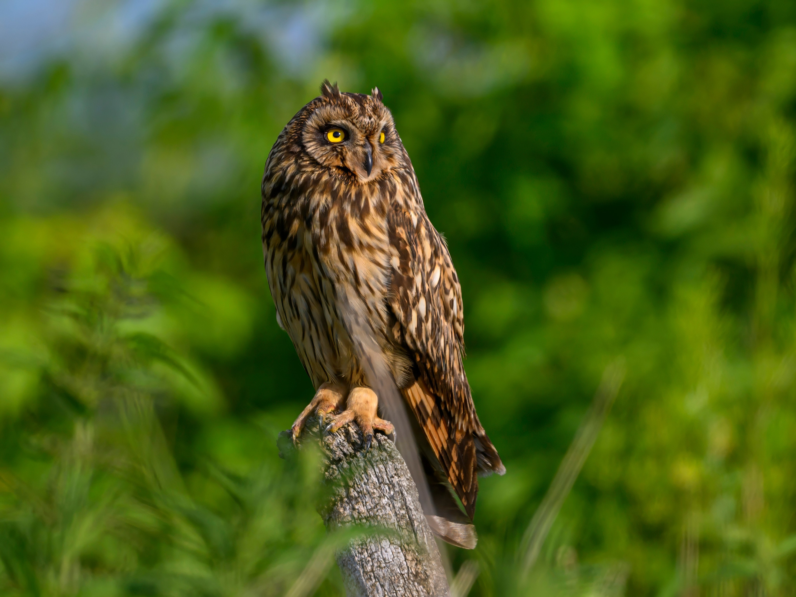 Цапли и совы. Herons and Owls. Wildlife photography by Sergey Puponin