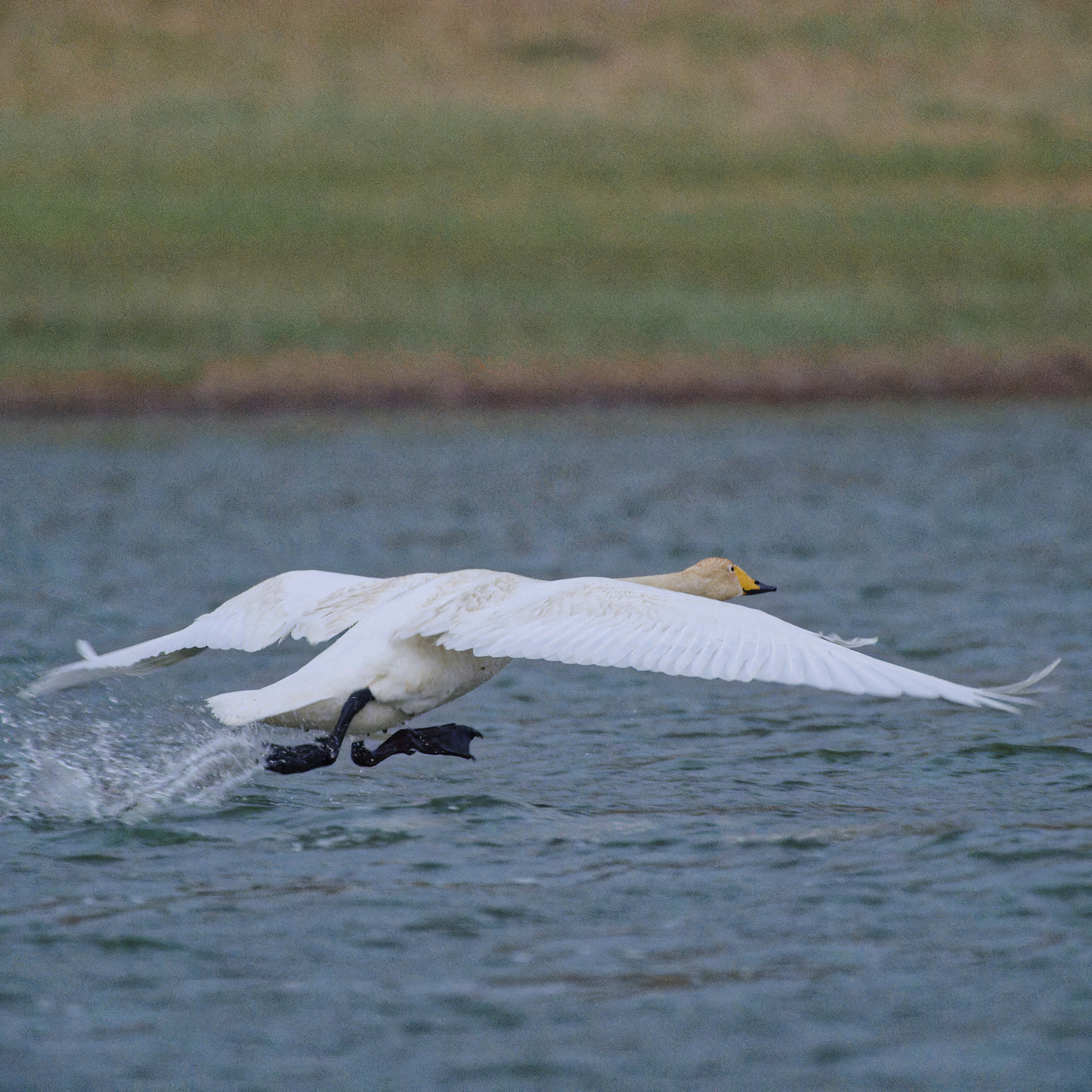 Экспедиция в Монголию (котловина больших озер). Семоха Валерий. Фотограф