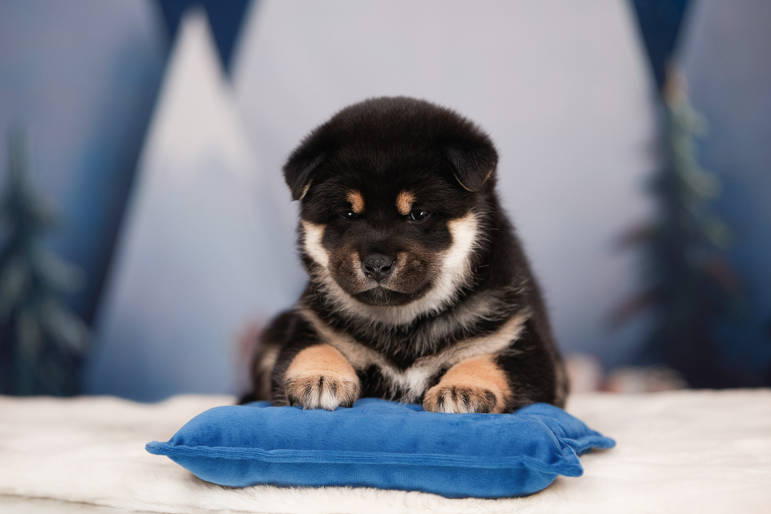 ФОТОСЪЕМКА ЩЕНКОВ НА ДОМУ. ФОТОГРАФ-АНИМАЛИСТ l LANA POLYAKOVA