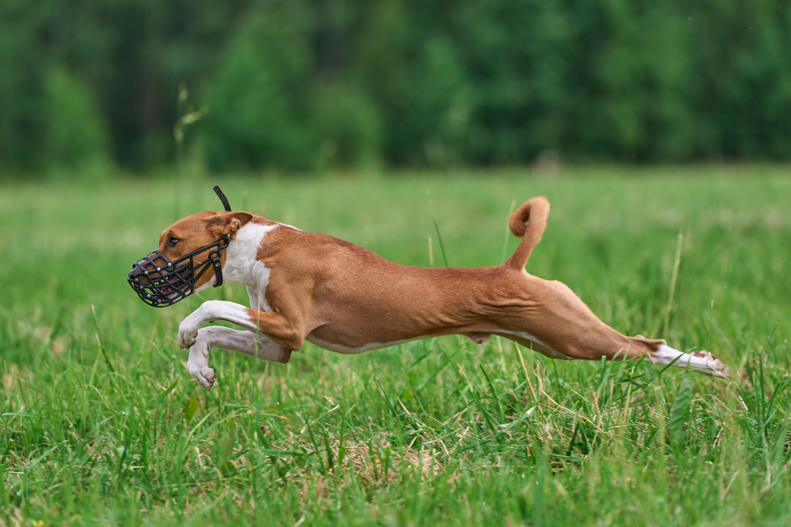 Тренировка по курсингу в Донино. Фотограф-анималист Михаил Манухин