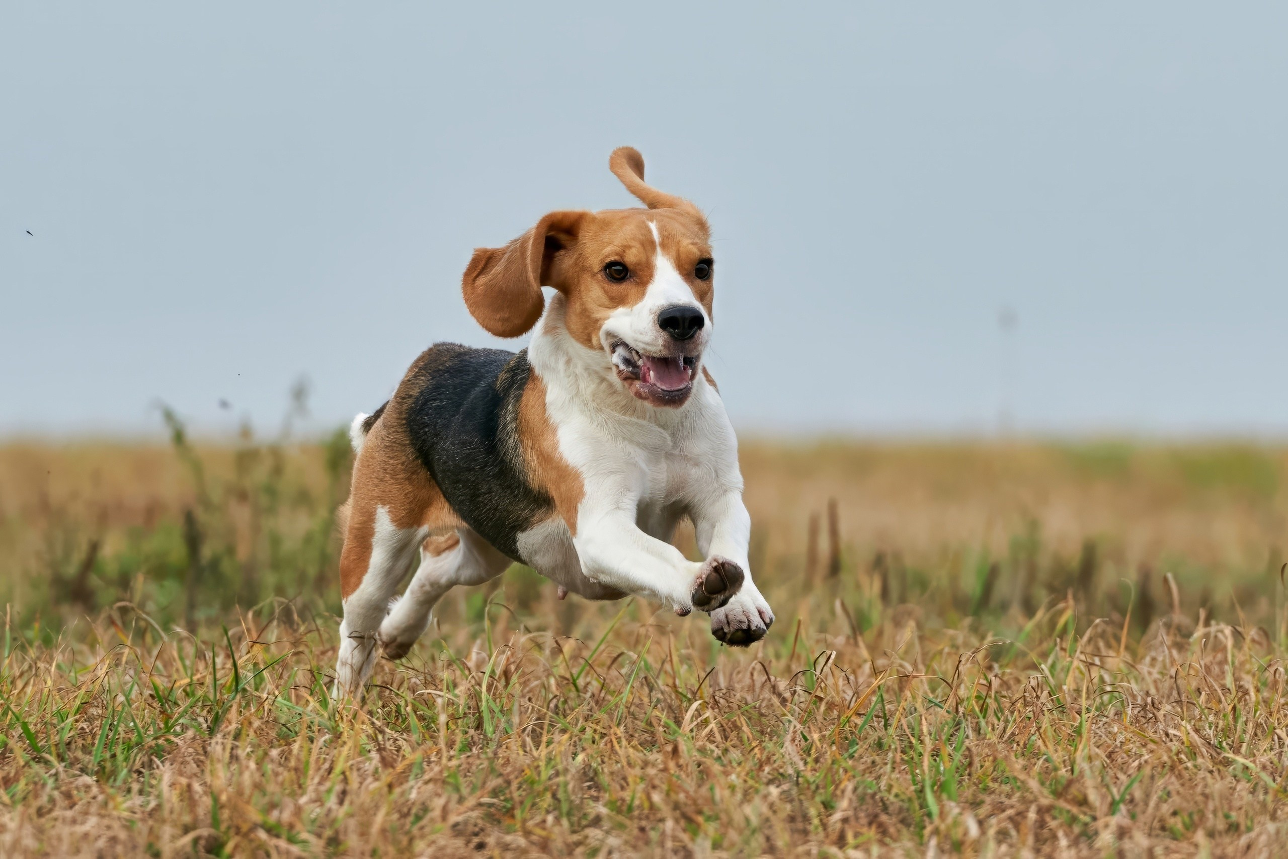 Состязания свор «Тройки». Фотограф-анималист Михаил Манухин
