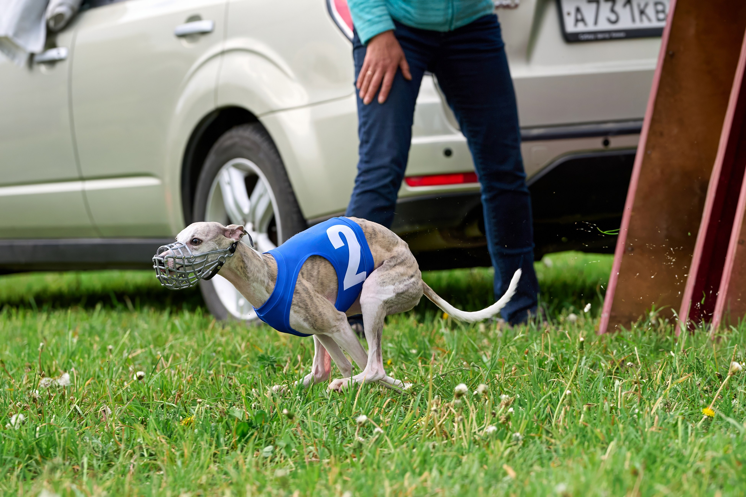 Квалификация по рейсингу. РАЛББ и Курсинг на Ярославке. Фотограф-анималист Михаил Манухин