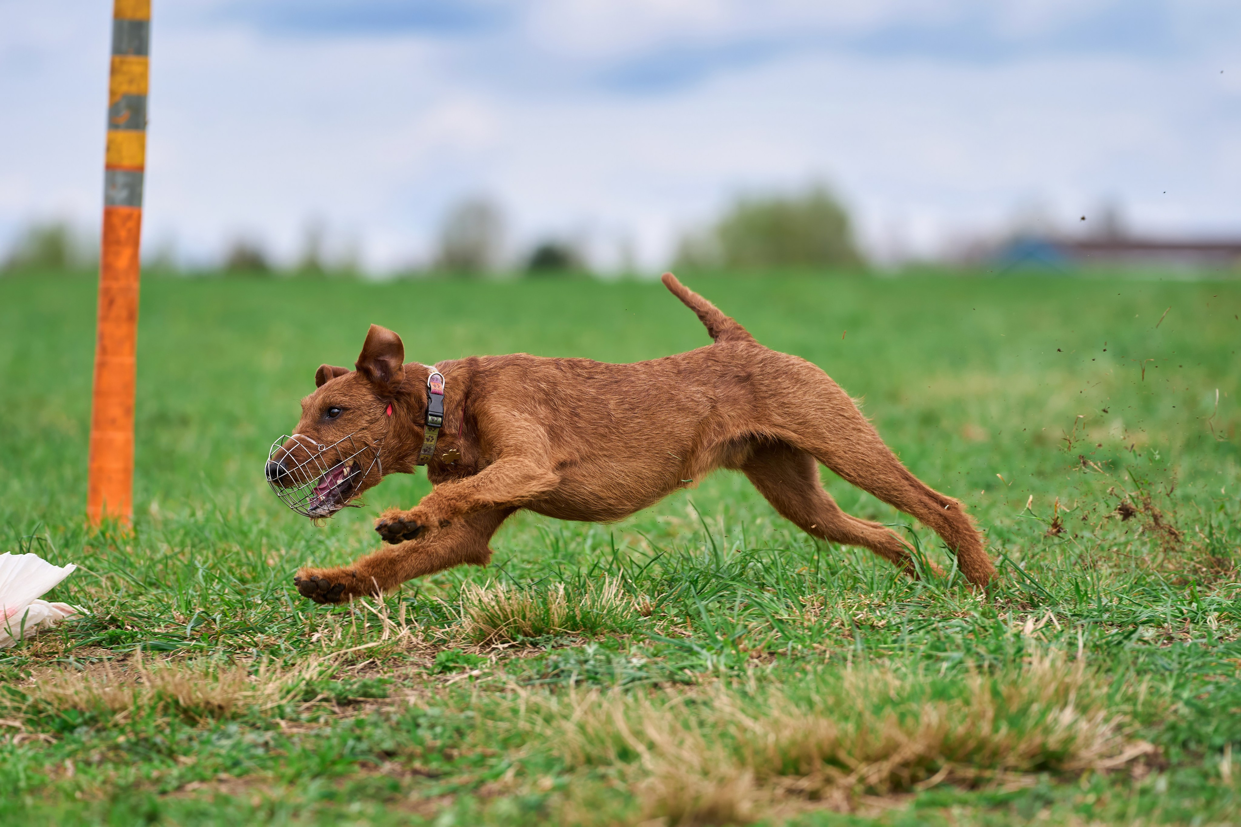 Тренировка по курсингу «на Ярославке». Фотограф-анималист Михаил Манухин