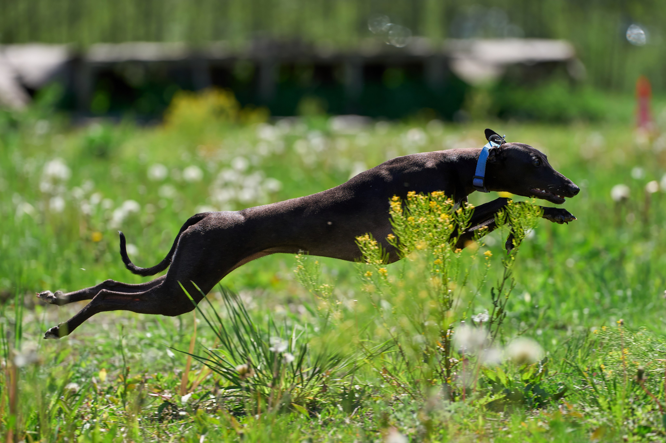 Тренировка по курсингу Донино. Фотограф-анималист Михаил Манухин