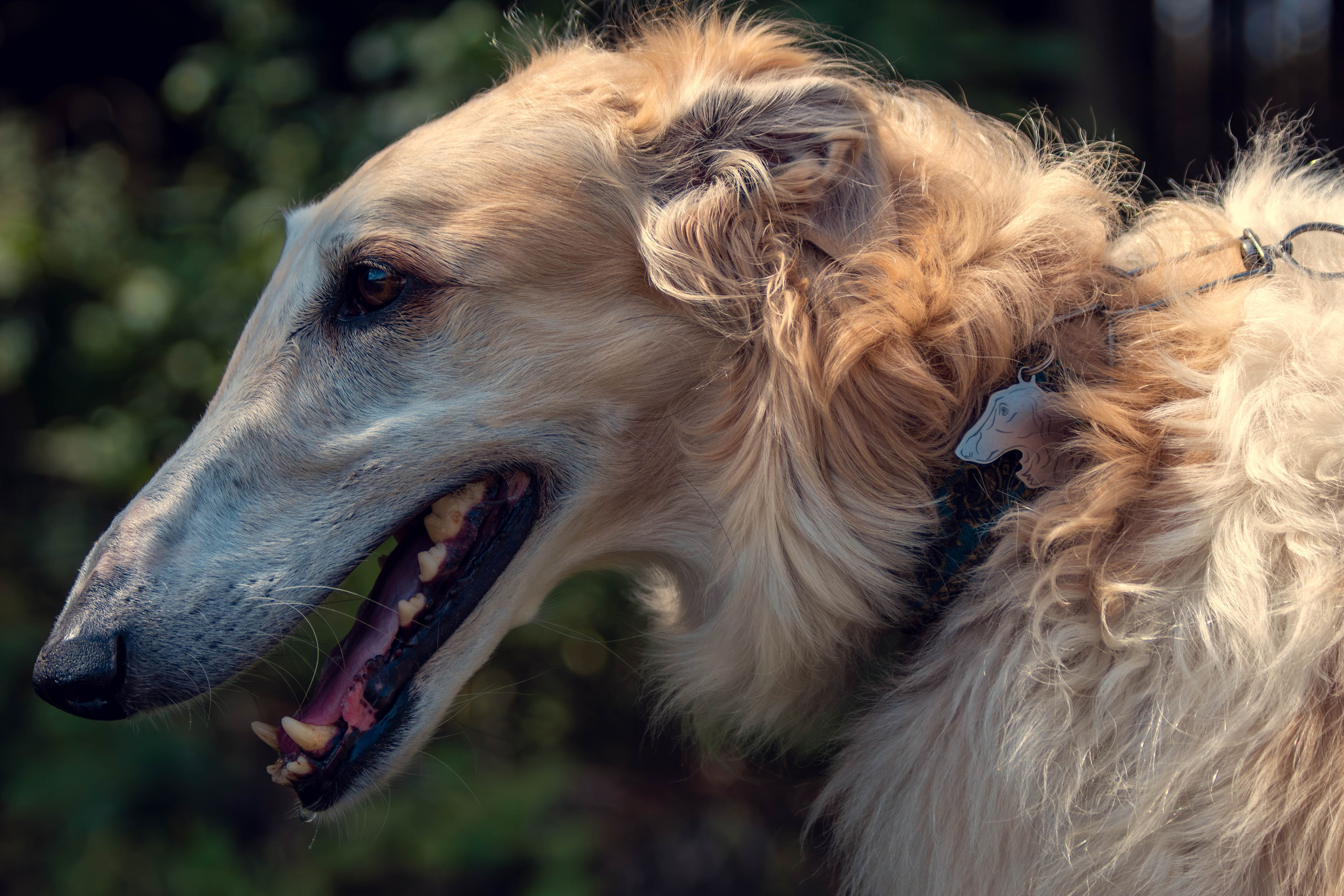 Охота как искусство Ясная поляна. Фотограф анималист — Тула, Москва