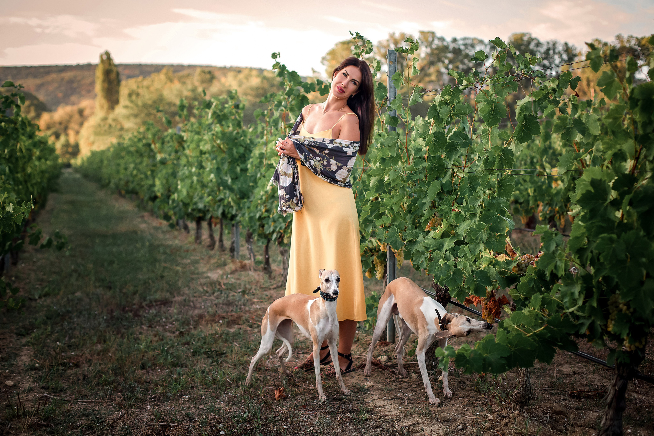 Уиппеты в виноградниках. Фотограф-анималист в Краснодаре Маша Мельникова