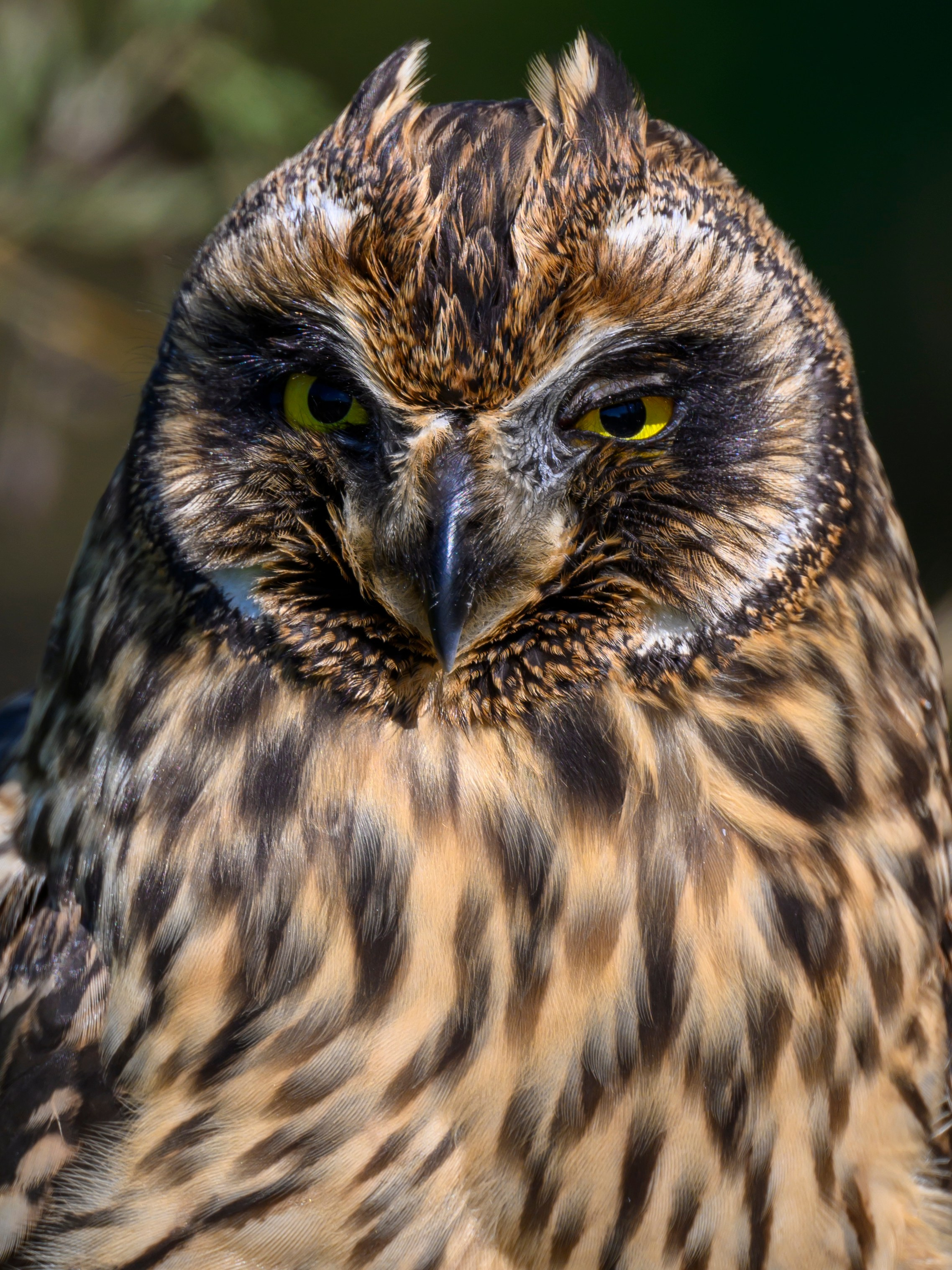 Храбрый совенок | Brave owlet. Фотограф Сергей Пупонин