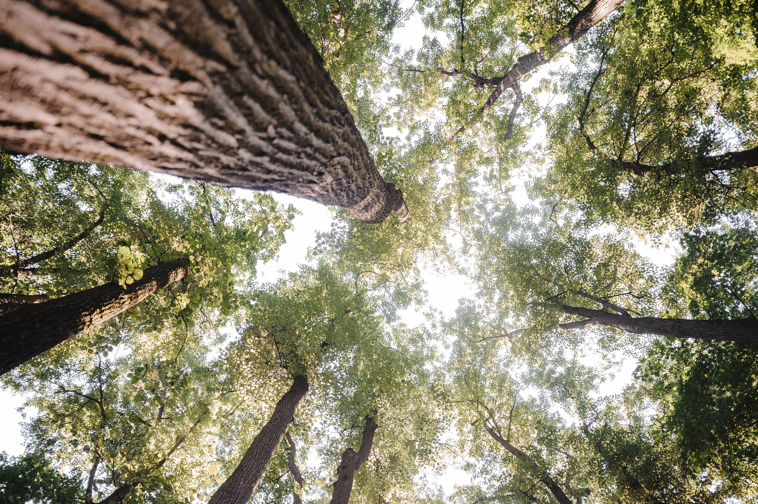 Ирина и Никита. Анонс свадебной фотосессии. Свадебный фотограф в Москве Алексей Тук