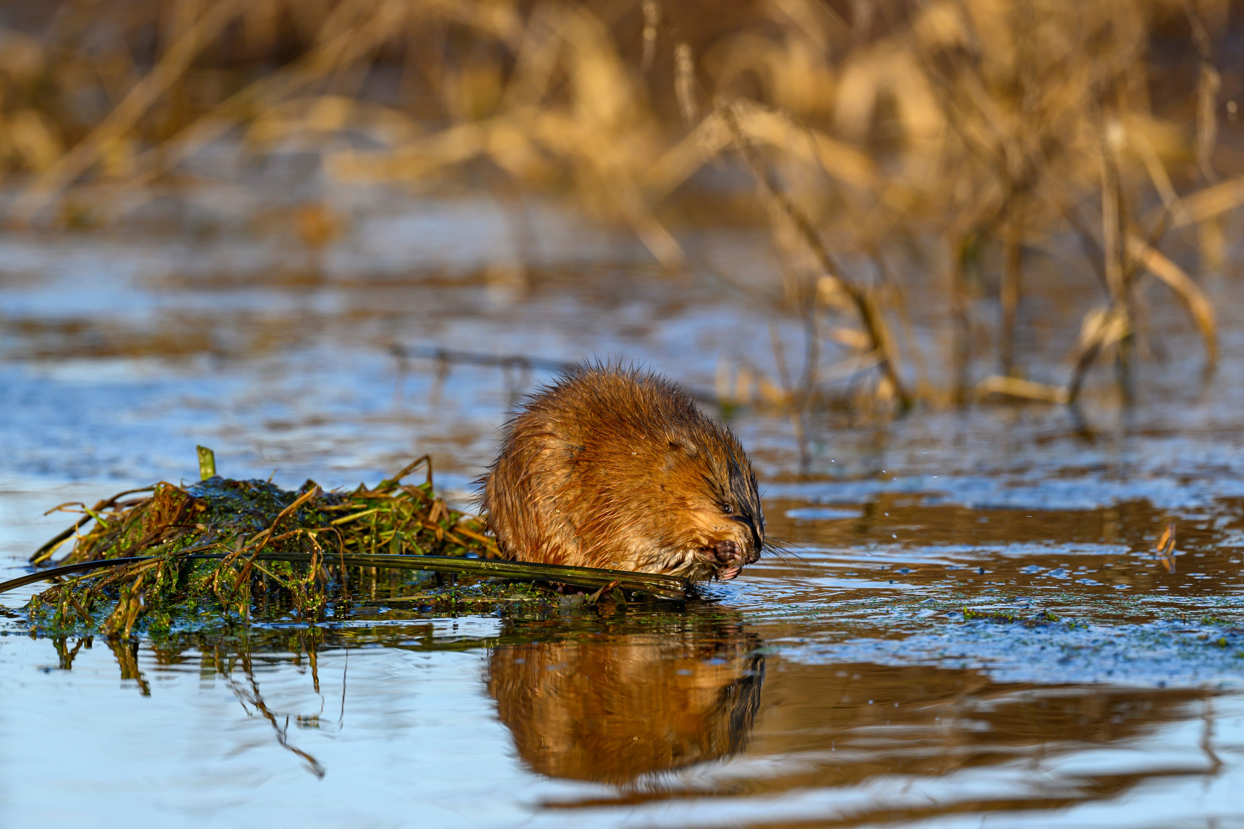 Журавли и ондатра. Wildlife photography by Sergey Puponin