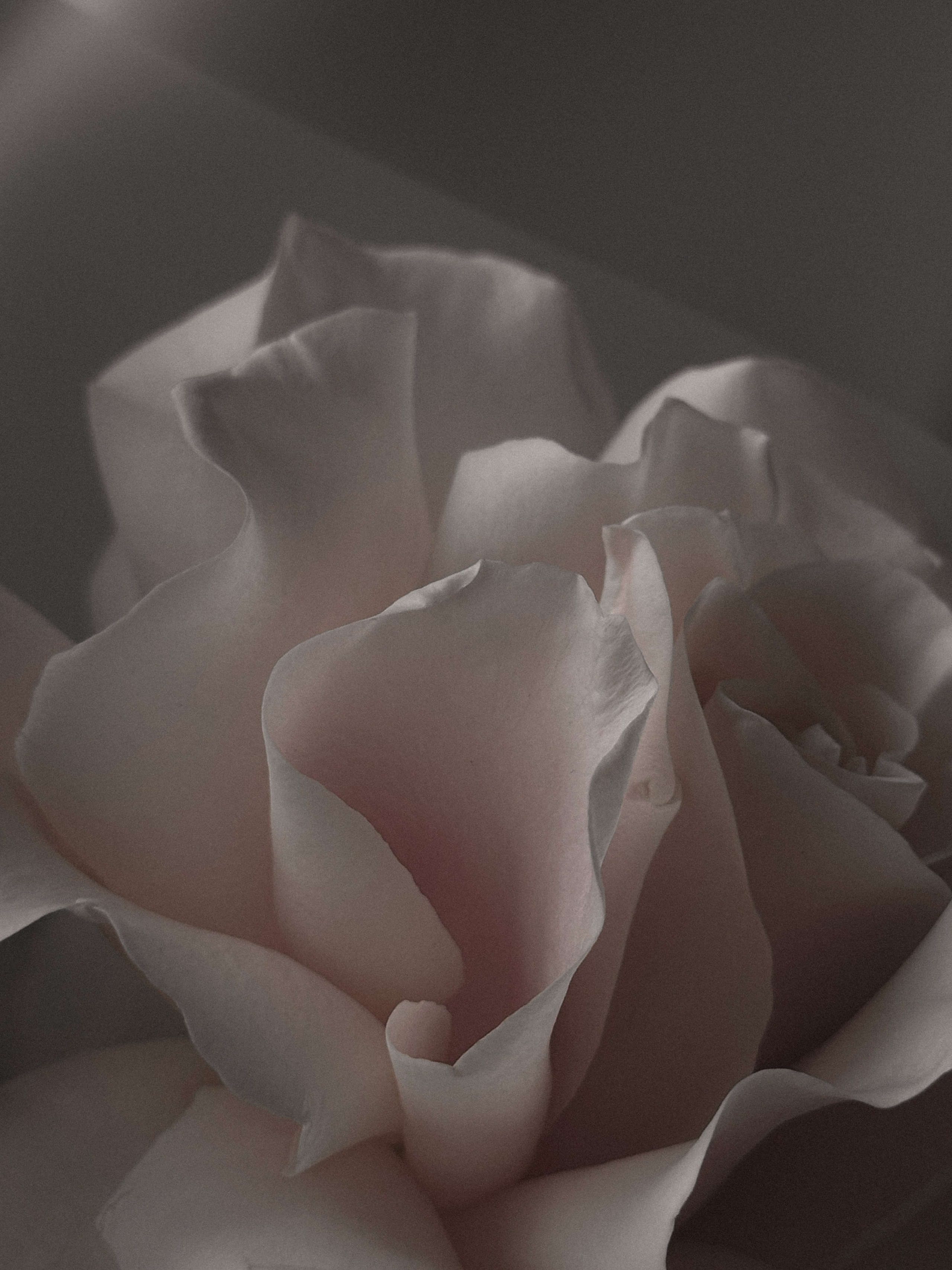 Мобильная съемка. Интерьерный фотограф в Санкт-Петербурге Диана Аносова