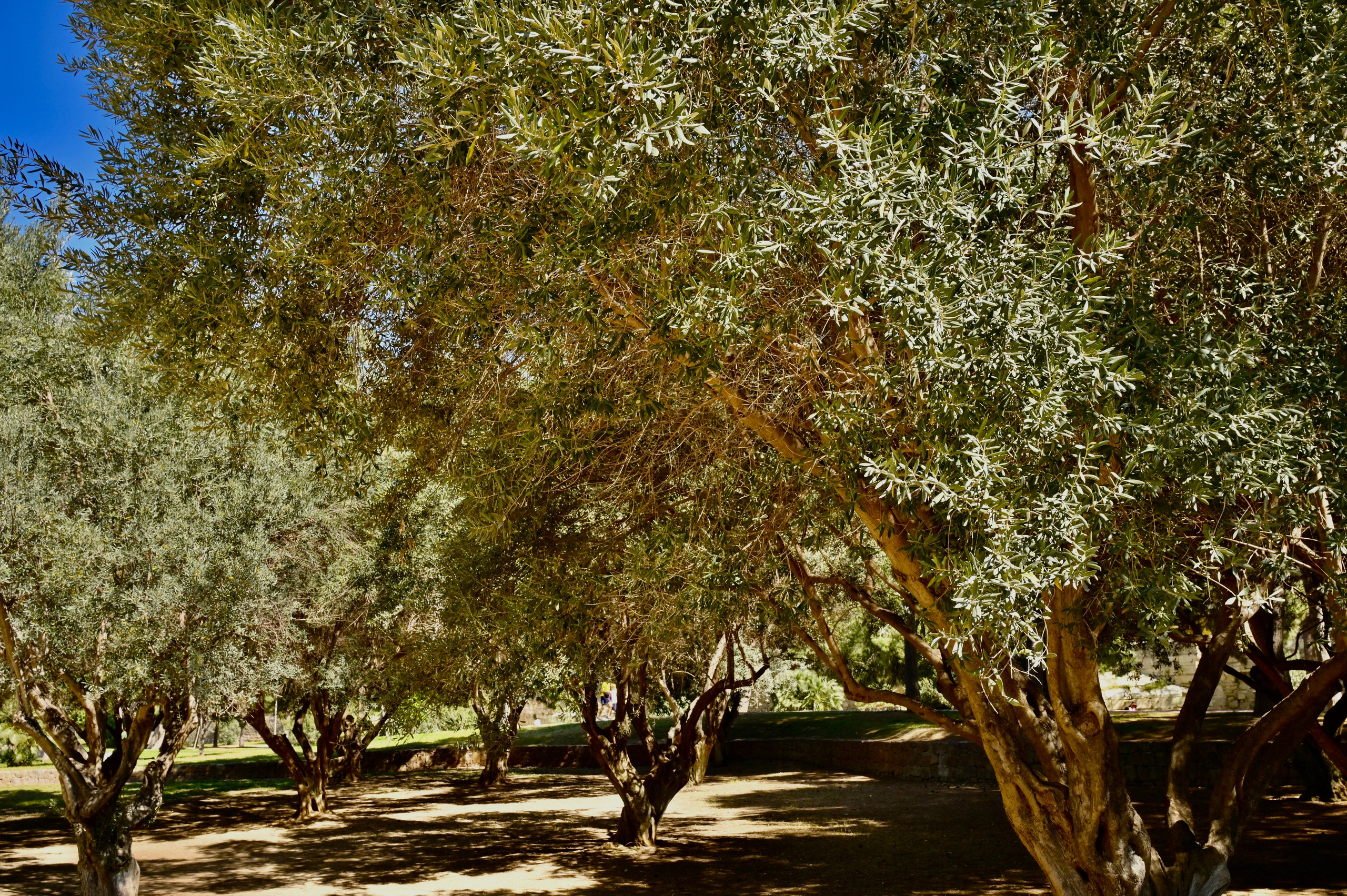 Парки Валенсии. Гид и фотограф в Валенсии Новиков Михаил
