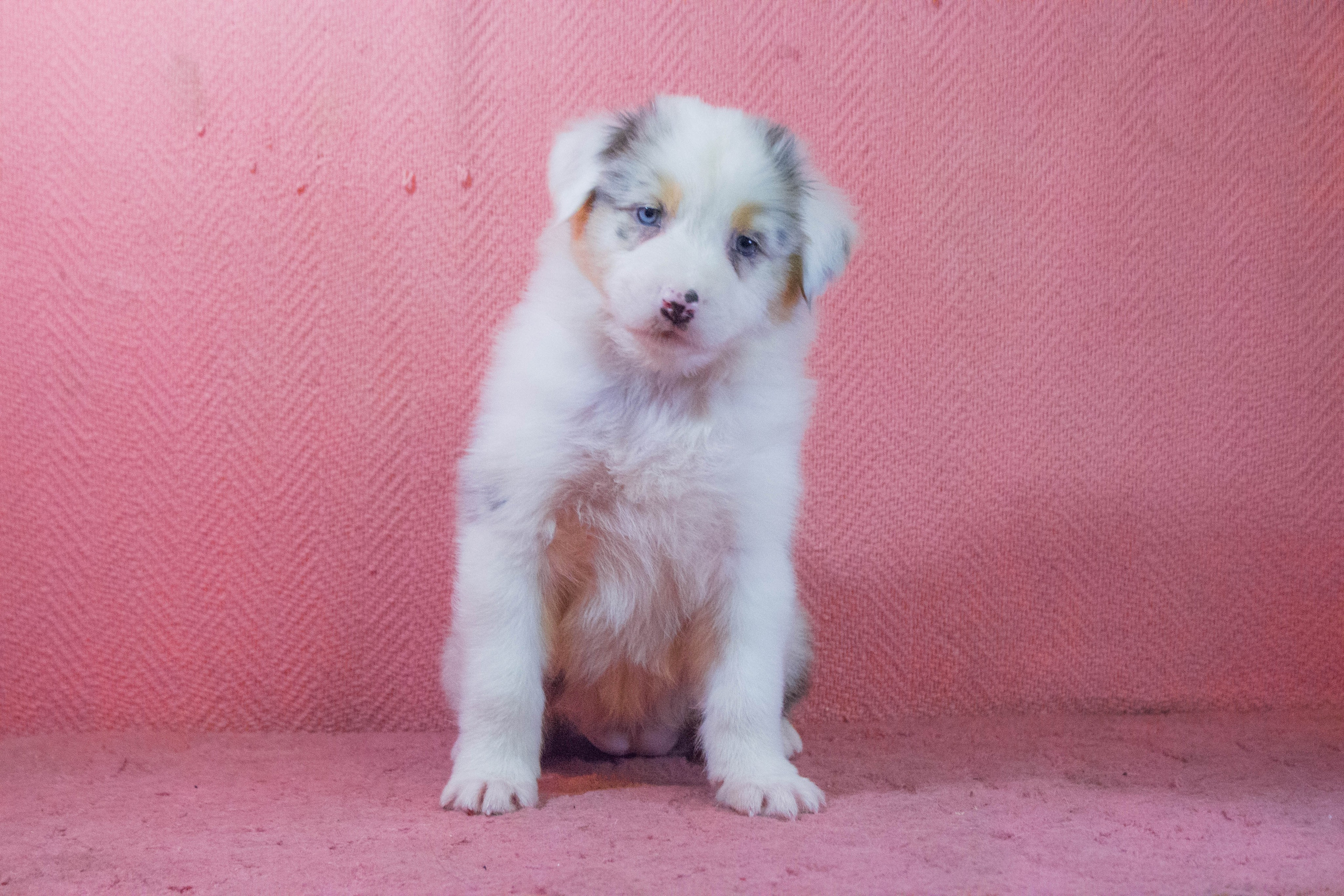 Кайса. BLGKV питомник собак