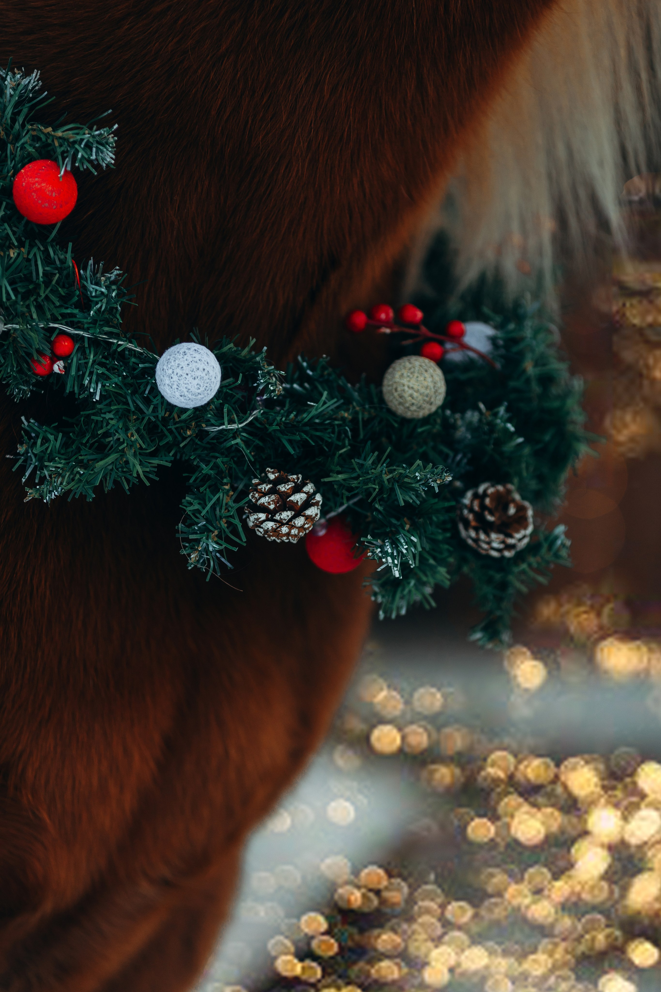 Тариф новогодний 2024. Анна Молчанова конный фотограф в Тюмени | фотосессии с лошадьми Тюмень