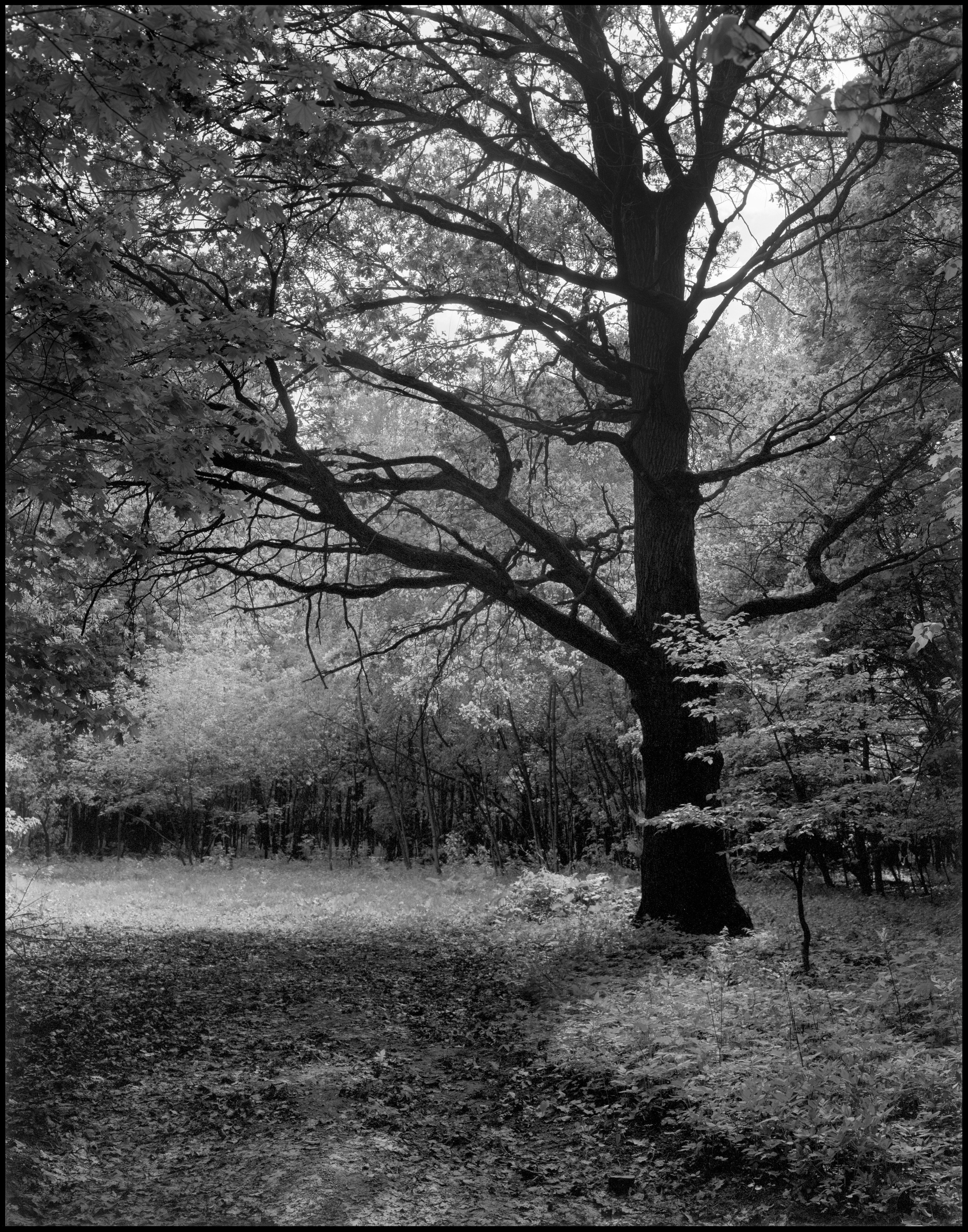 Landscape. Sergey Kondriuk art-photographer | artist