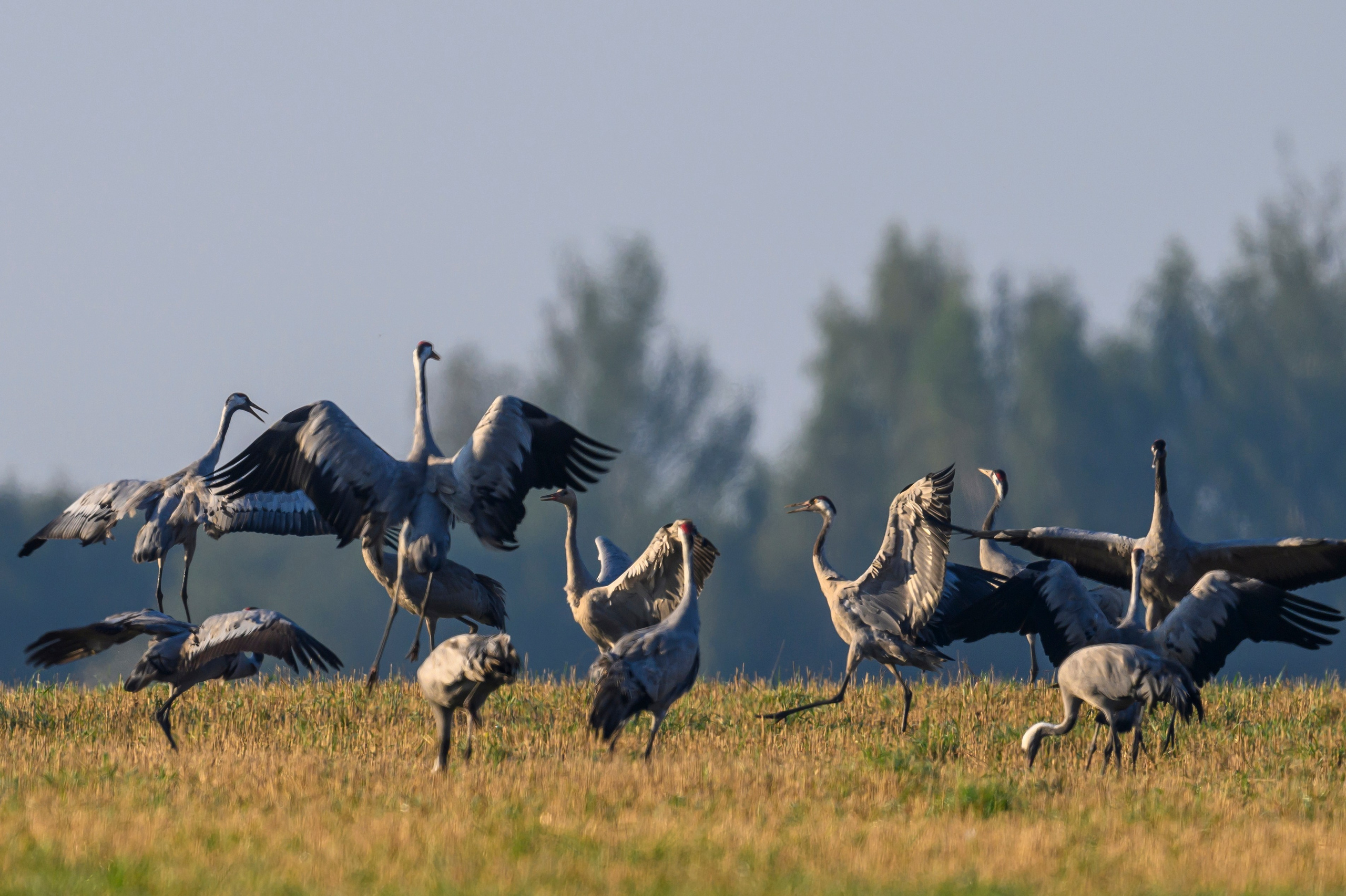 Танцы журавлей. Dances of the Cranes. Фотограф Сергей Пупонин