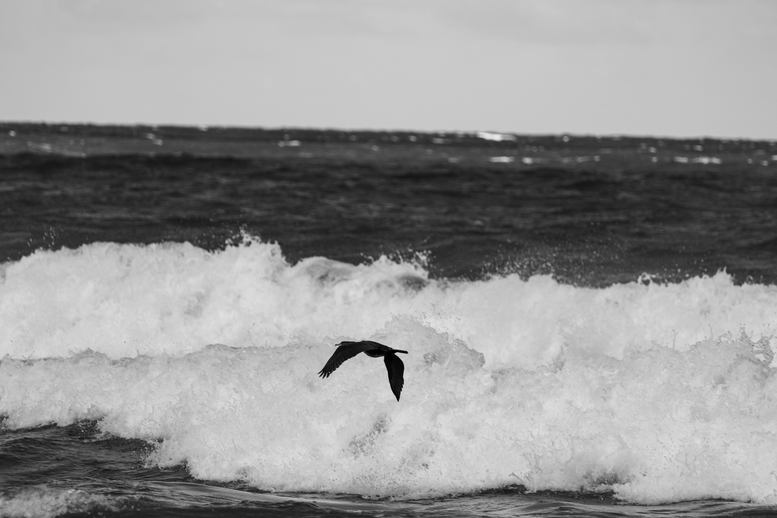 Баклан в полете над волной