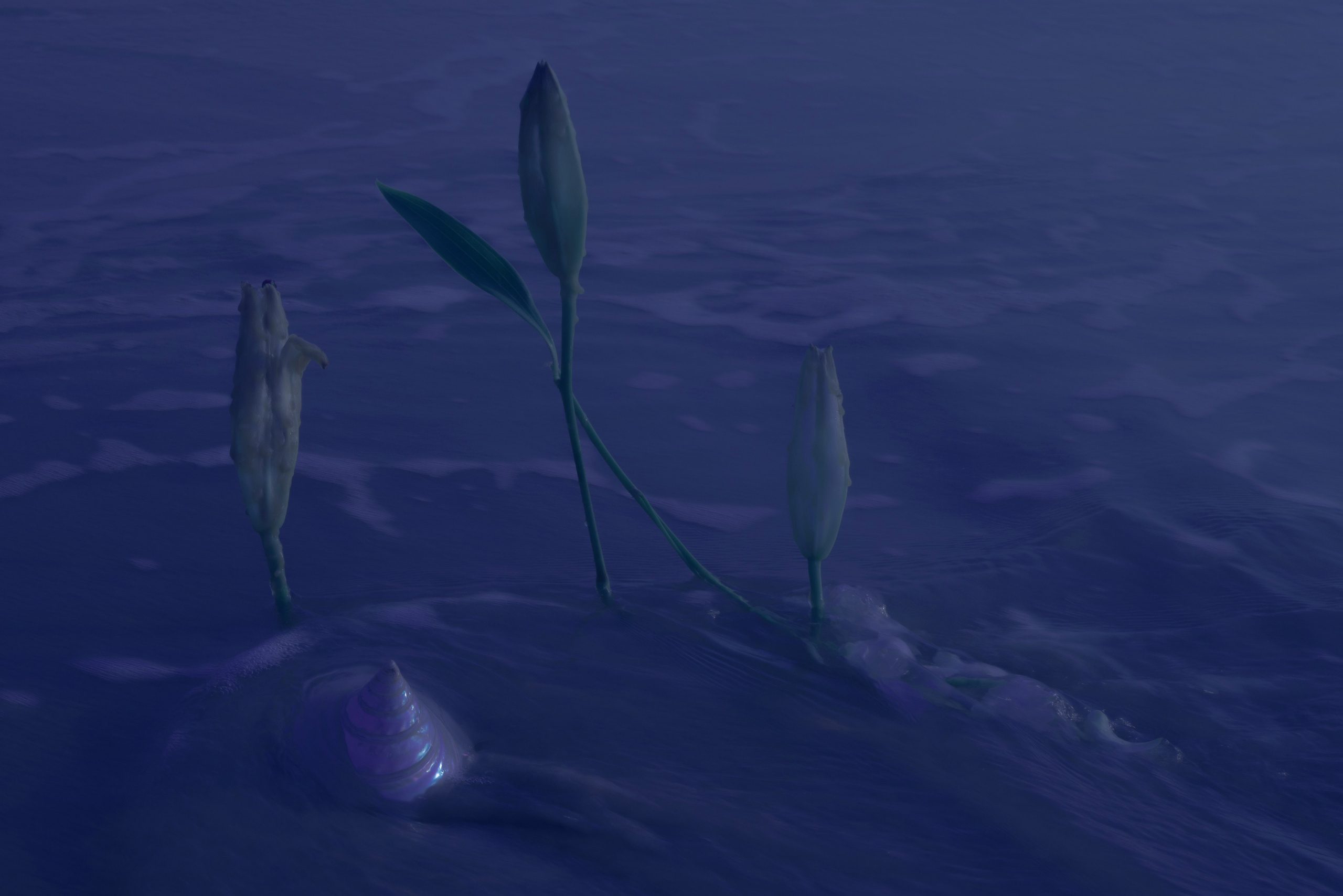 Amor Seco. Художественная фотография в Санкт-Петербурге Алина Берёзкина