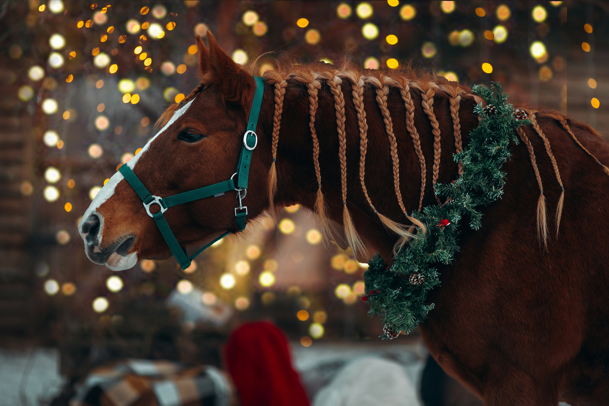 Тариф новогодний 2024. Анна Молчанова конный фотограф в Тюмени | фотосессии с лошадьми Тюмень