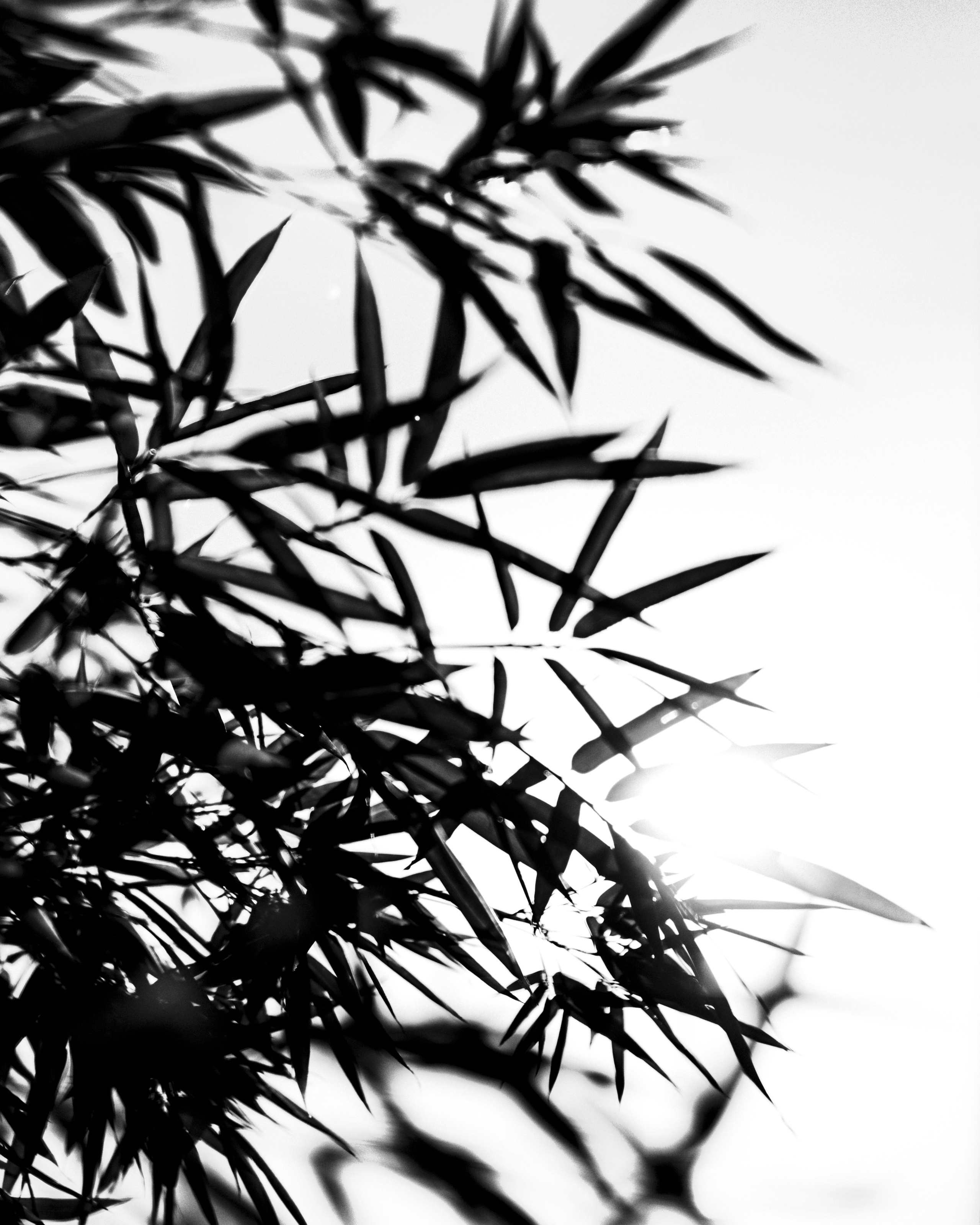 Принты. Фотограф Вера Фролова