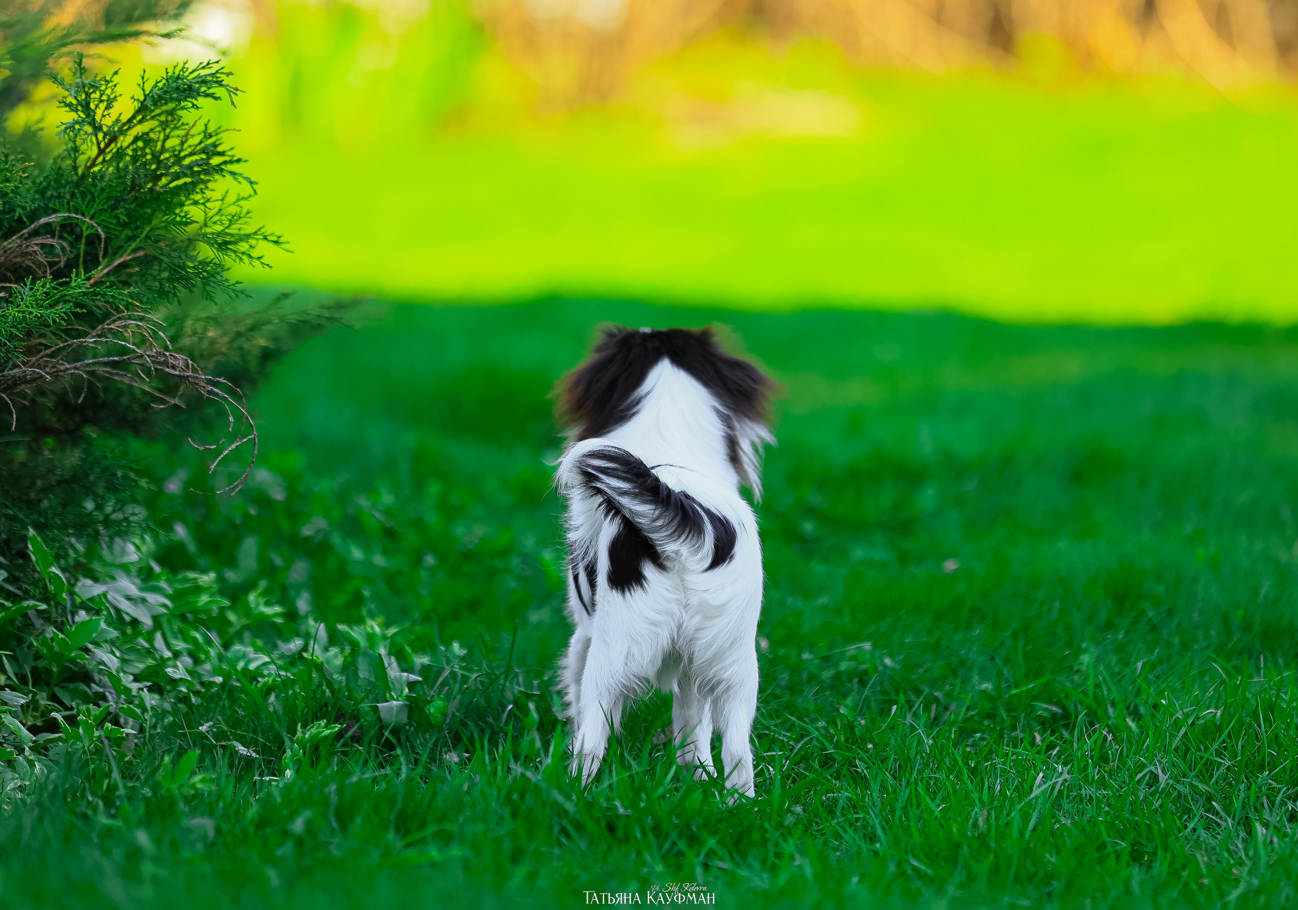 Японский хин, фотография японский хин, собака в цветах, красивая собака, фотограф анималист, фотокурс Анималистика, научиться фотографировать собак, фотограф Новосибирск