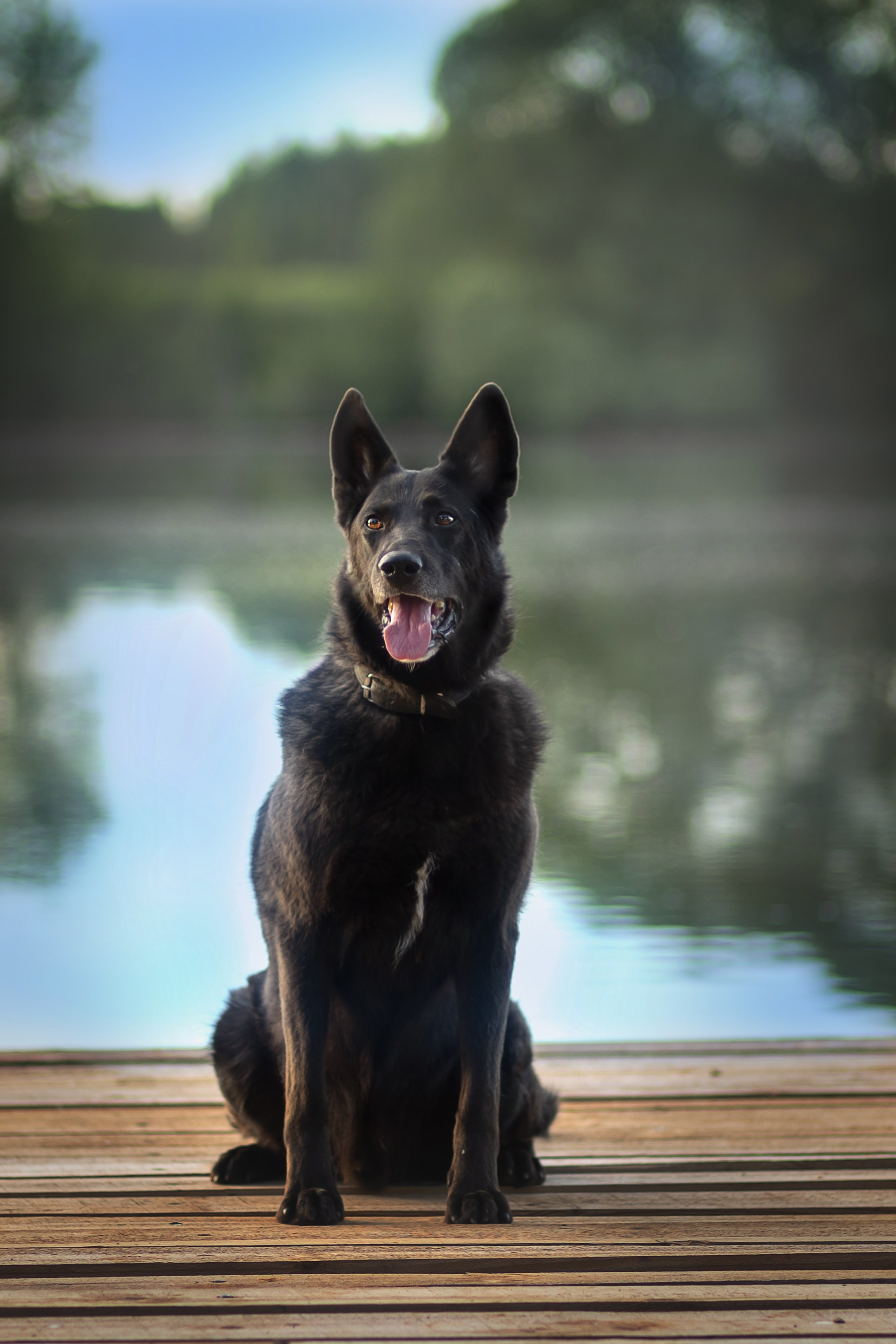 ИЩУТ ДОМ. Фотограф-анималист в Москве и Подмосковье