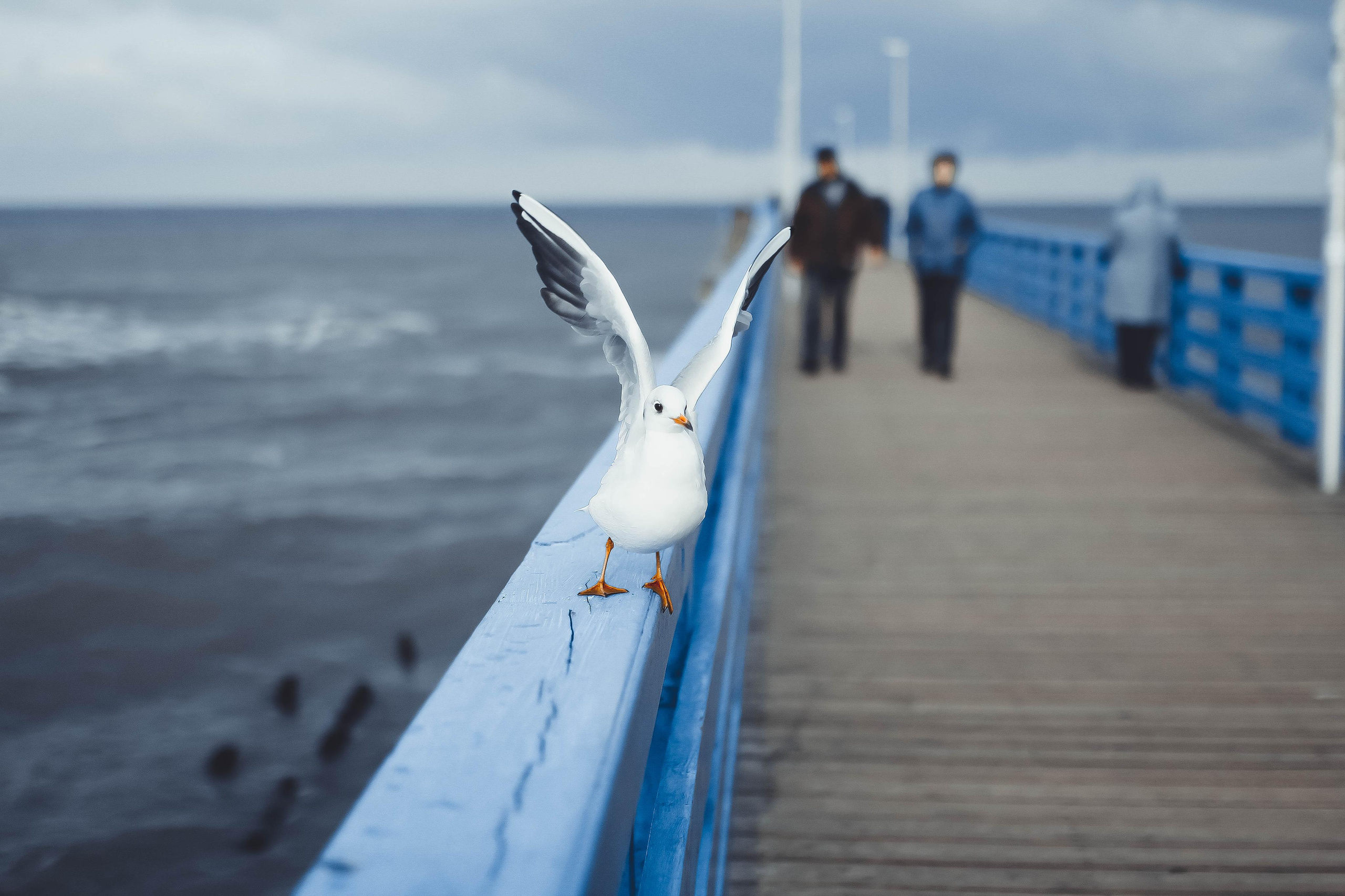 Калининград. Детский и семейный фотограф Малых Ольга г. Салехард