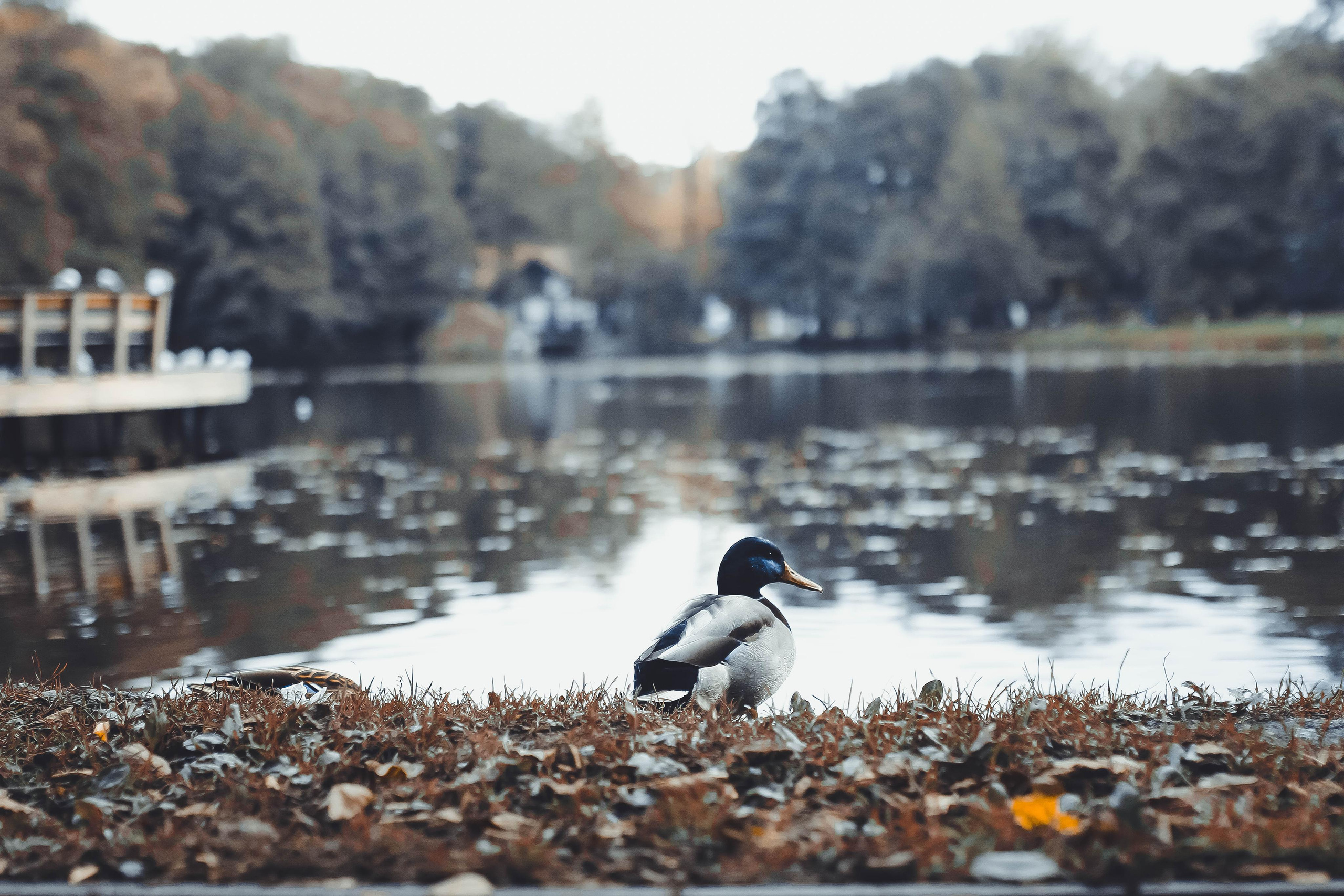 Калининград. Детский и семейный фотограф Малых Ольга г. Салехард