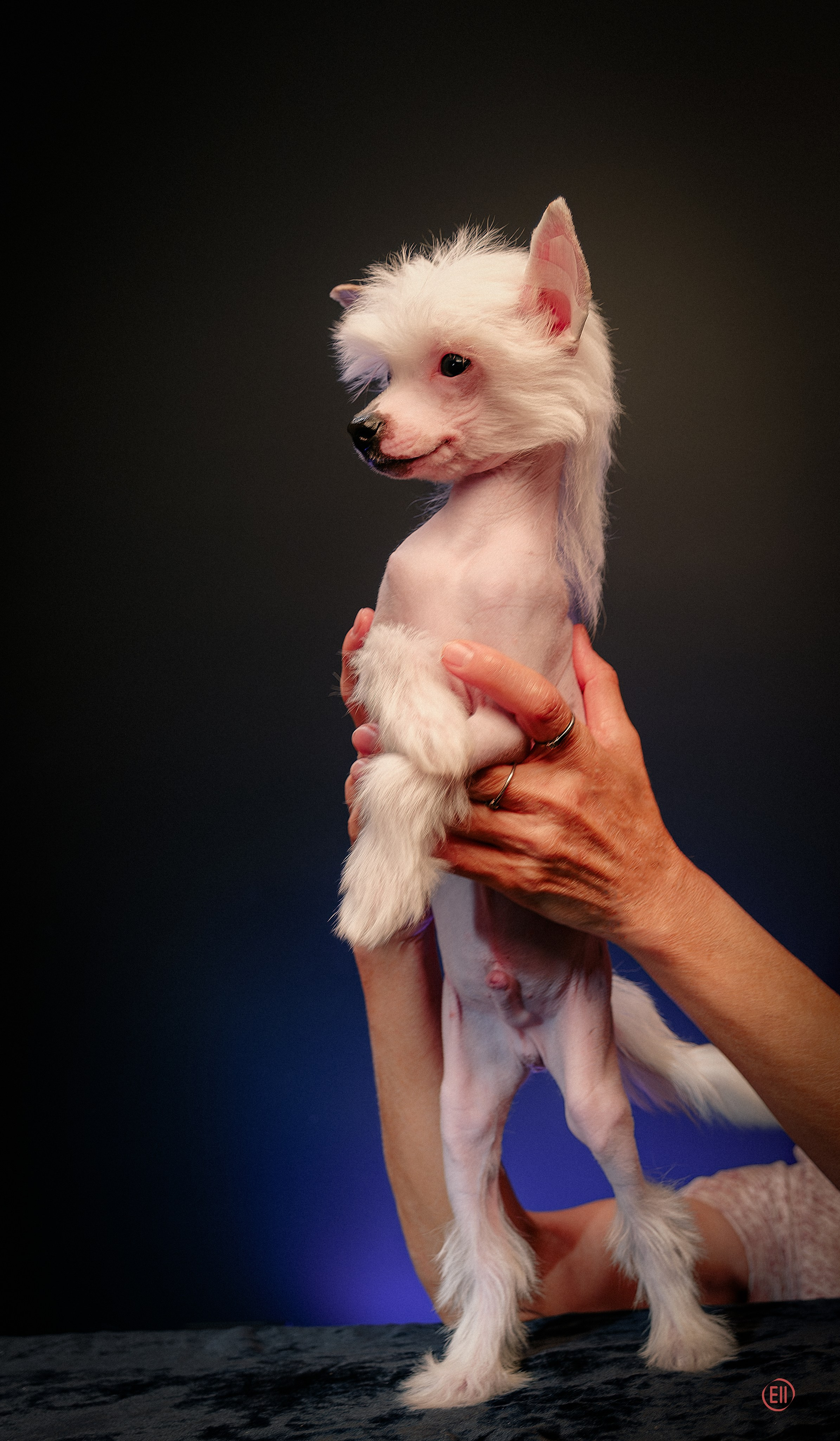 First photo session of the litter “F” of the Laisan Island kennel. Chinese Crested Dog Kennel Poale Ell
