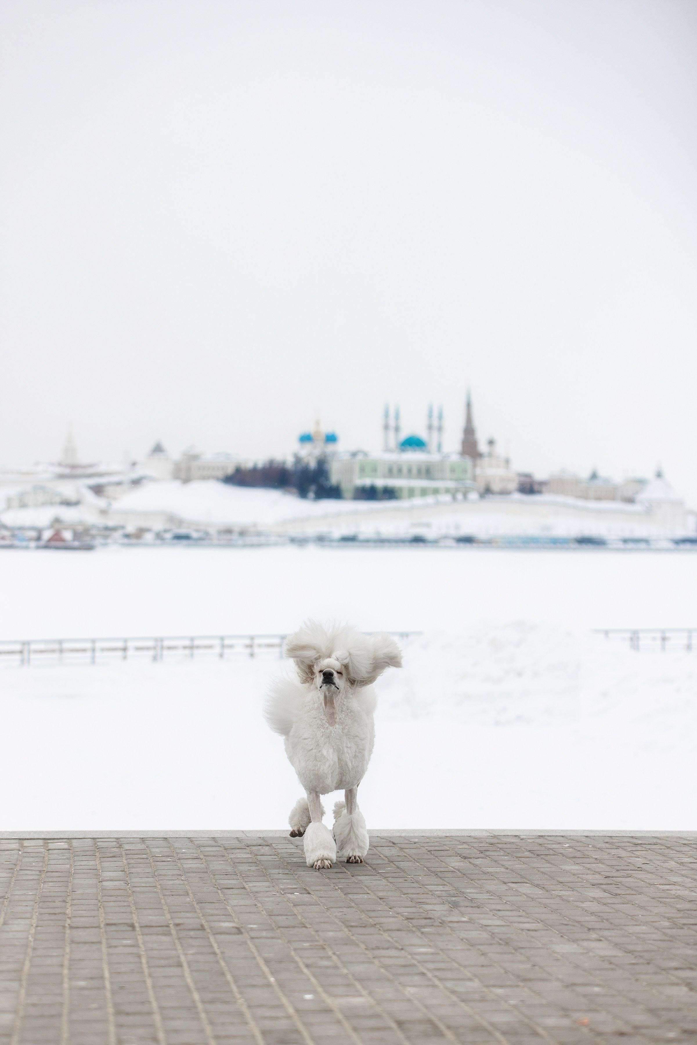 Фотограф Алена Звездина