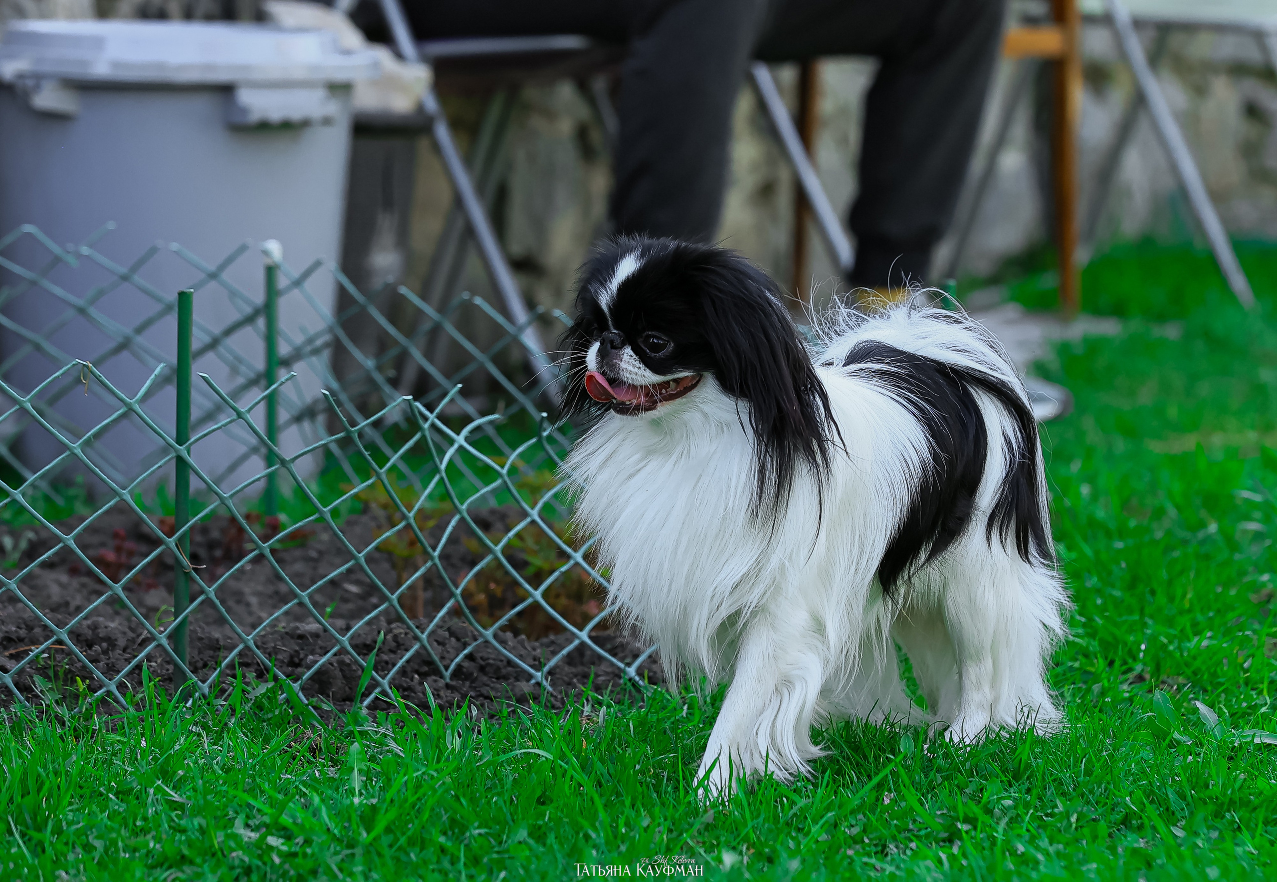 Японский хин, фотография японский хин, собака в цветах, красивая собака, фотограф анималист, фотокурс Анималистика, научиться фотографировать собак, фотограф Новосибирск
