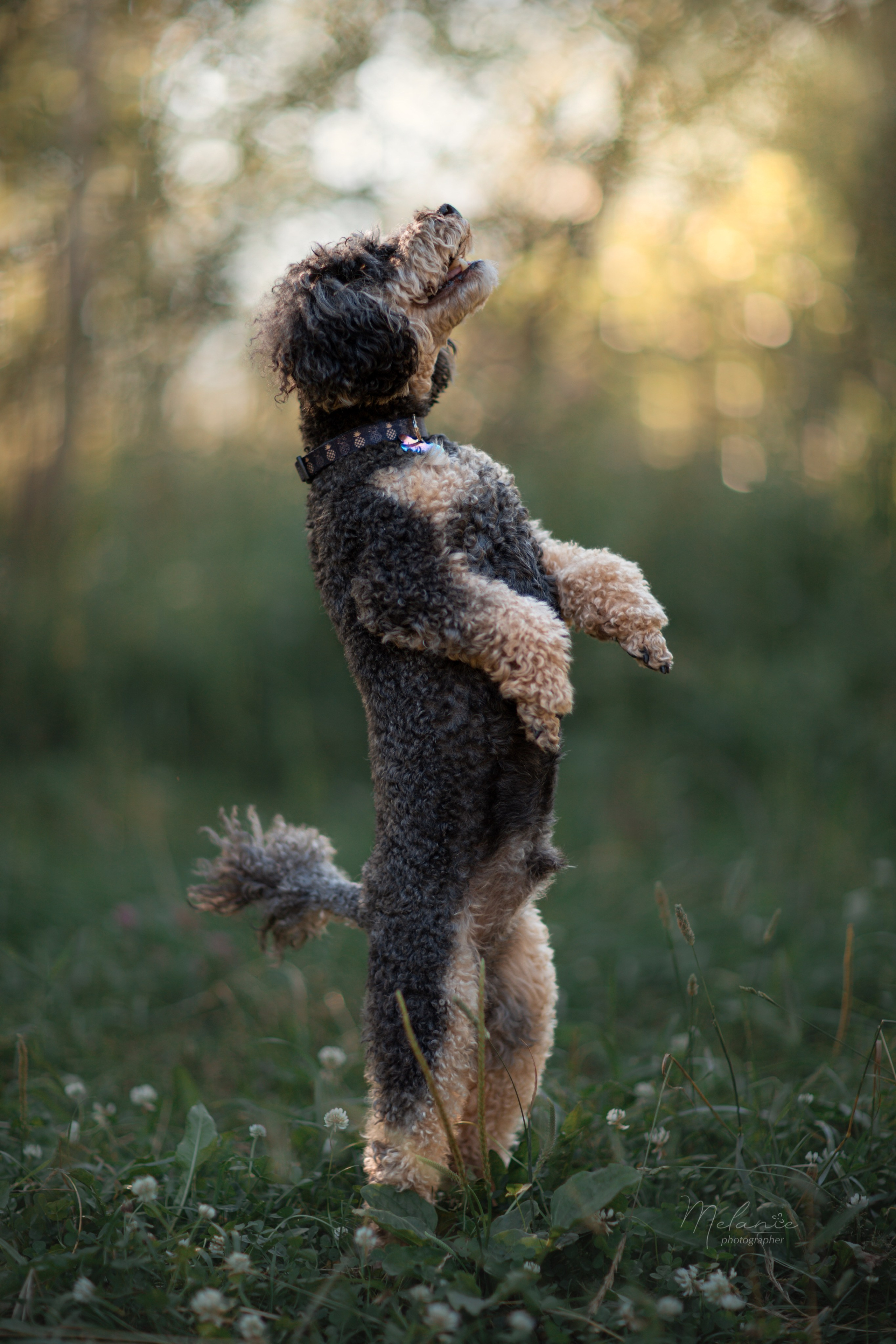 Фотограф-анималист в Москве Дорн Мелани