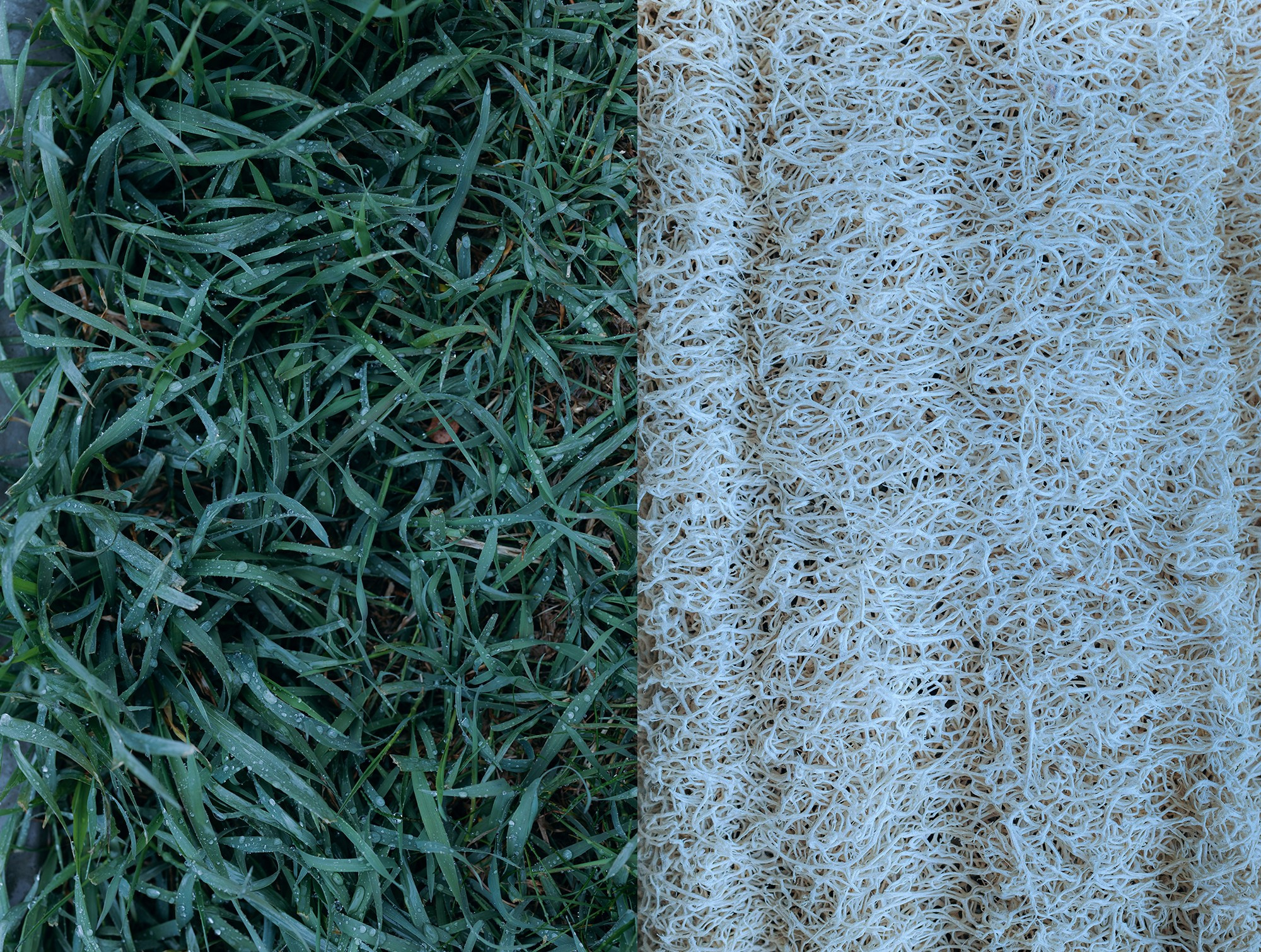 баня, колючий, мочалка, кудрявый, роса