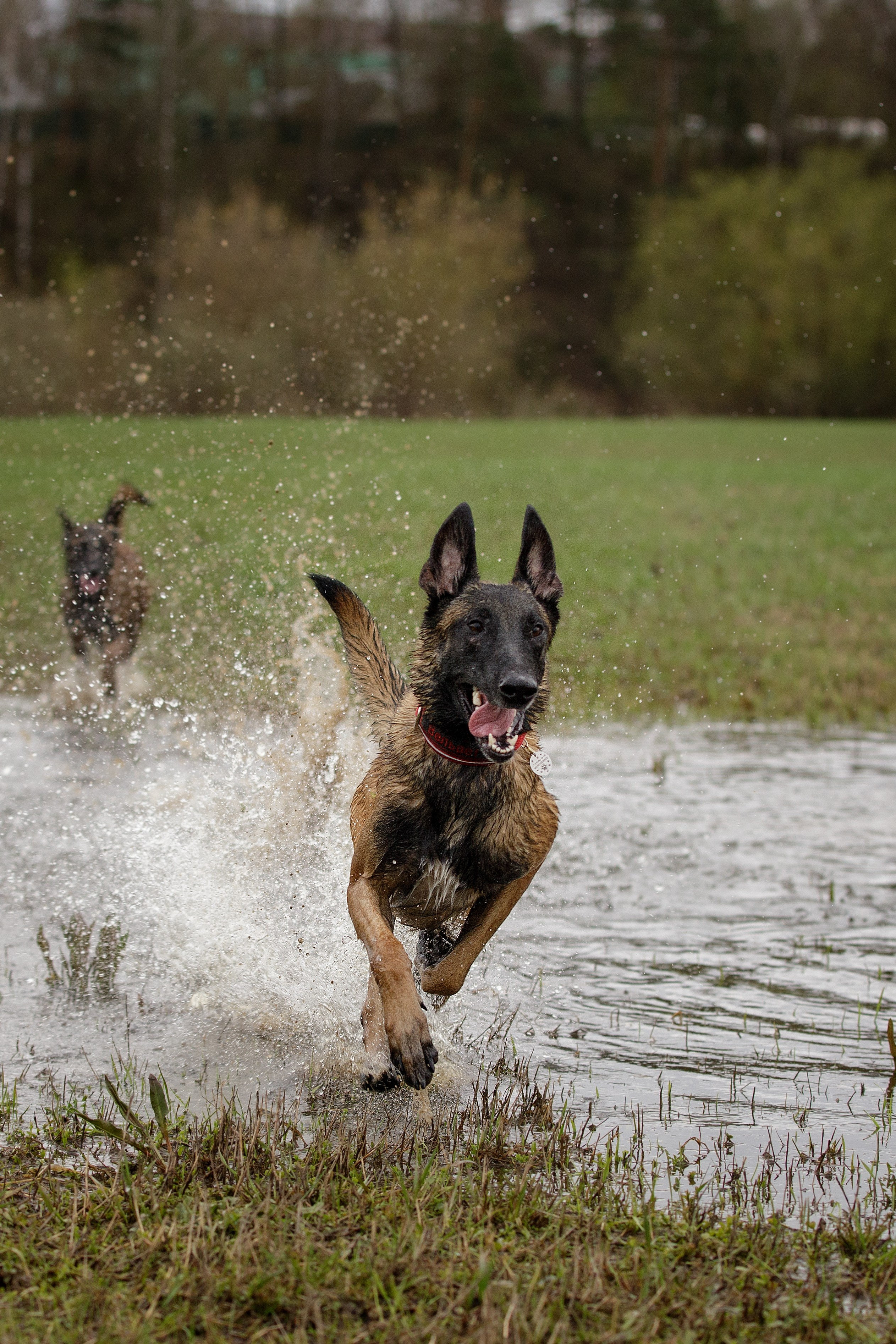 Рапира, Гудди и Вельвет. Фотограф-анималист в Калуге Мария Шерскова