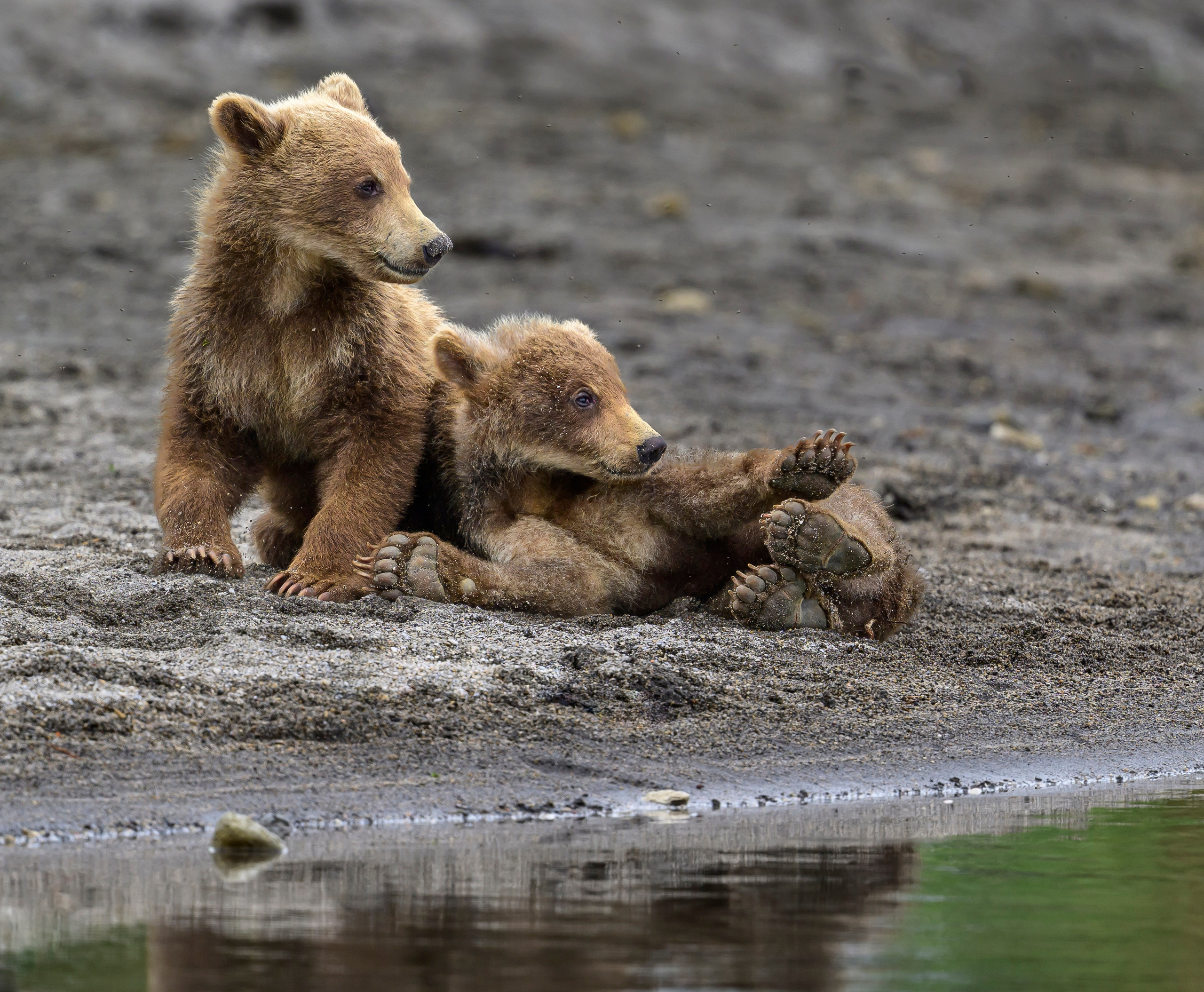 Анималистика. Фотограф Сергей Пупонин