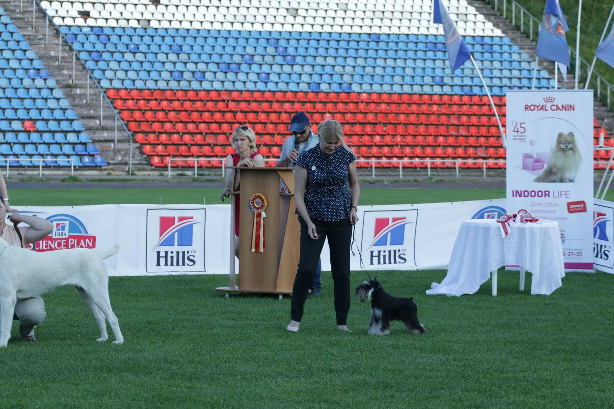 Питомник Делинсо Бэлэнс, щенки цвергшнауцера, купить щенка цвергшнауцера, питомник цвергшнауцеров, кобель цвергшнауцера для вязки, щенок цвергшнауцера, питомник цвергшнауцеров, черный с серебром, цверг, лучший питомник в беларуси, питомник цвергшнауцеров минск