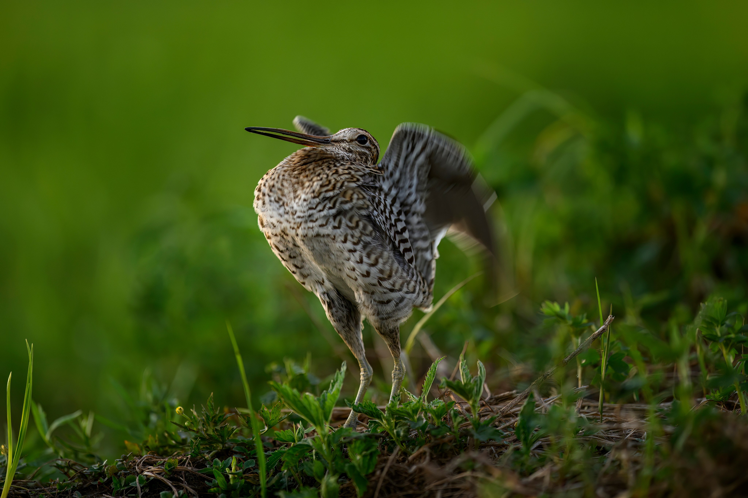 Дупелиный ток: настоящие гусары!. Фотограф Сергей Пупонин