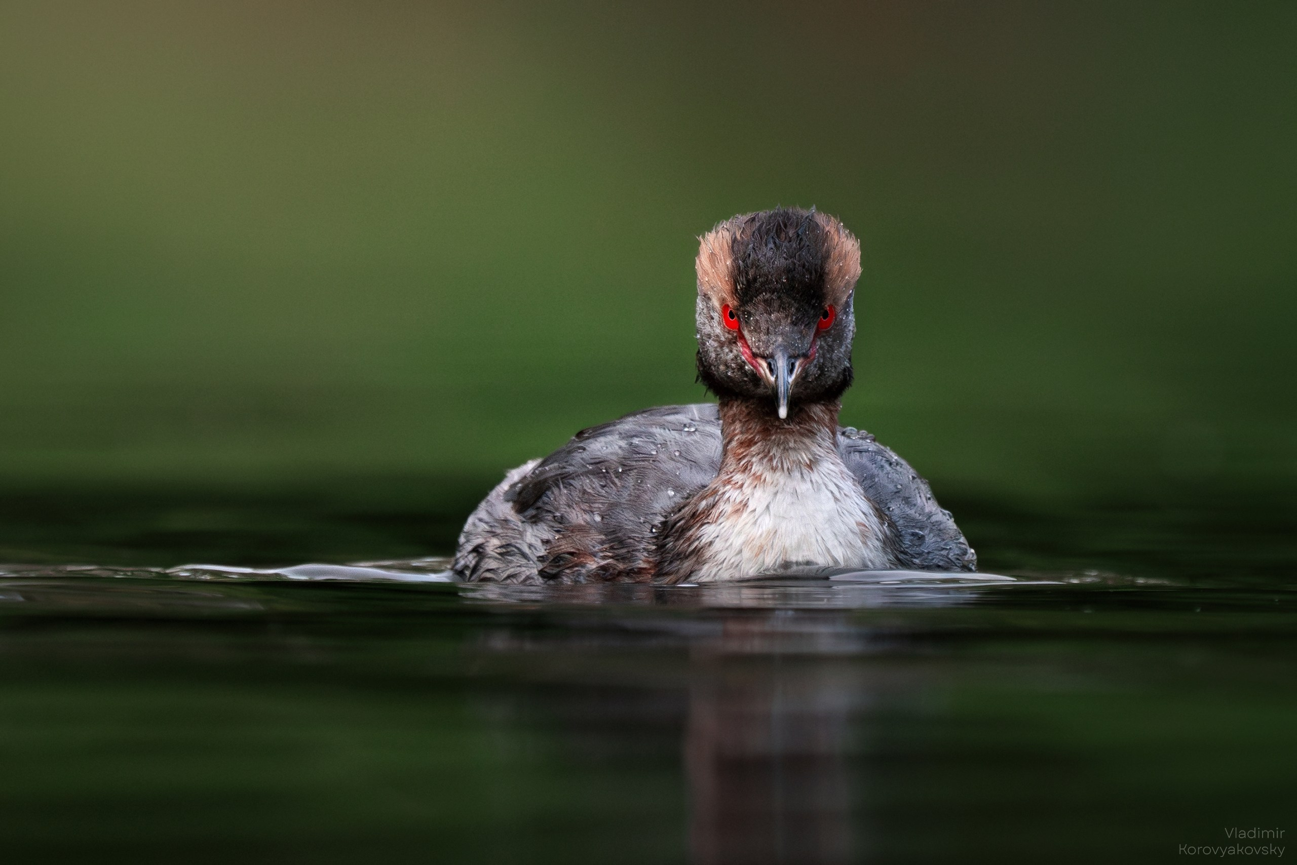 Животные. Фотограф Владимир Коровяковский