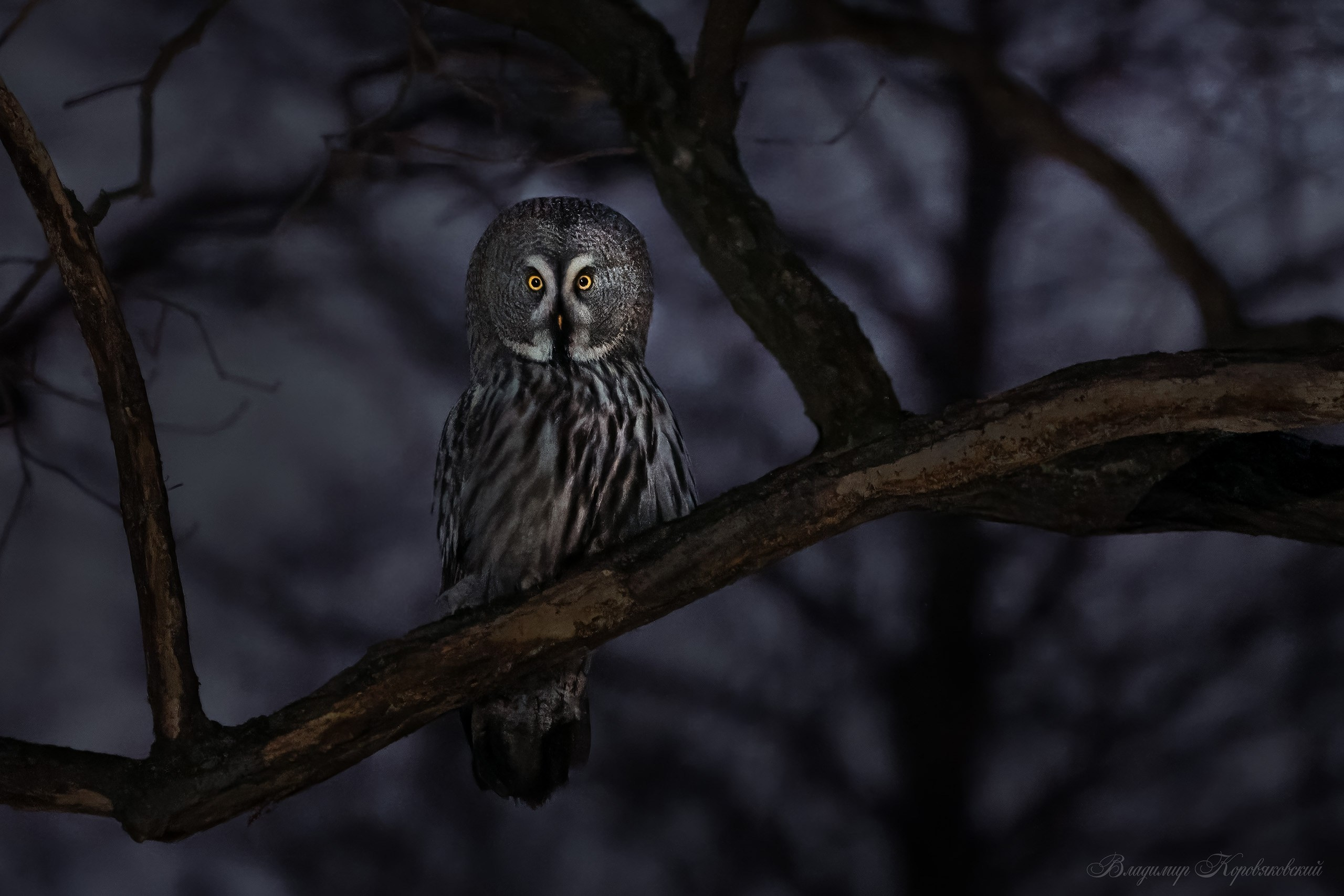 Фотограф Владимир Коровяковский