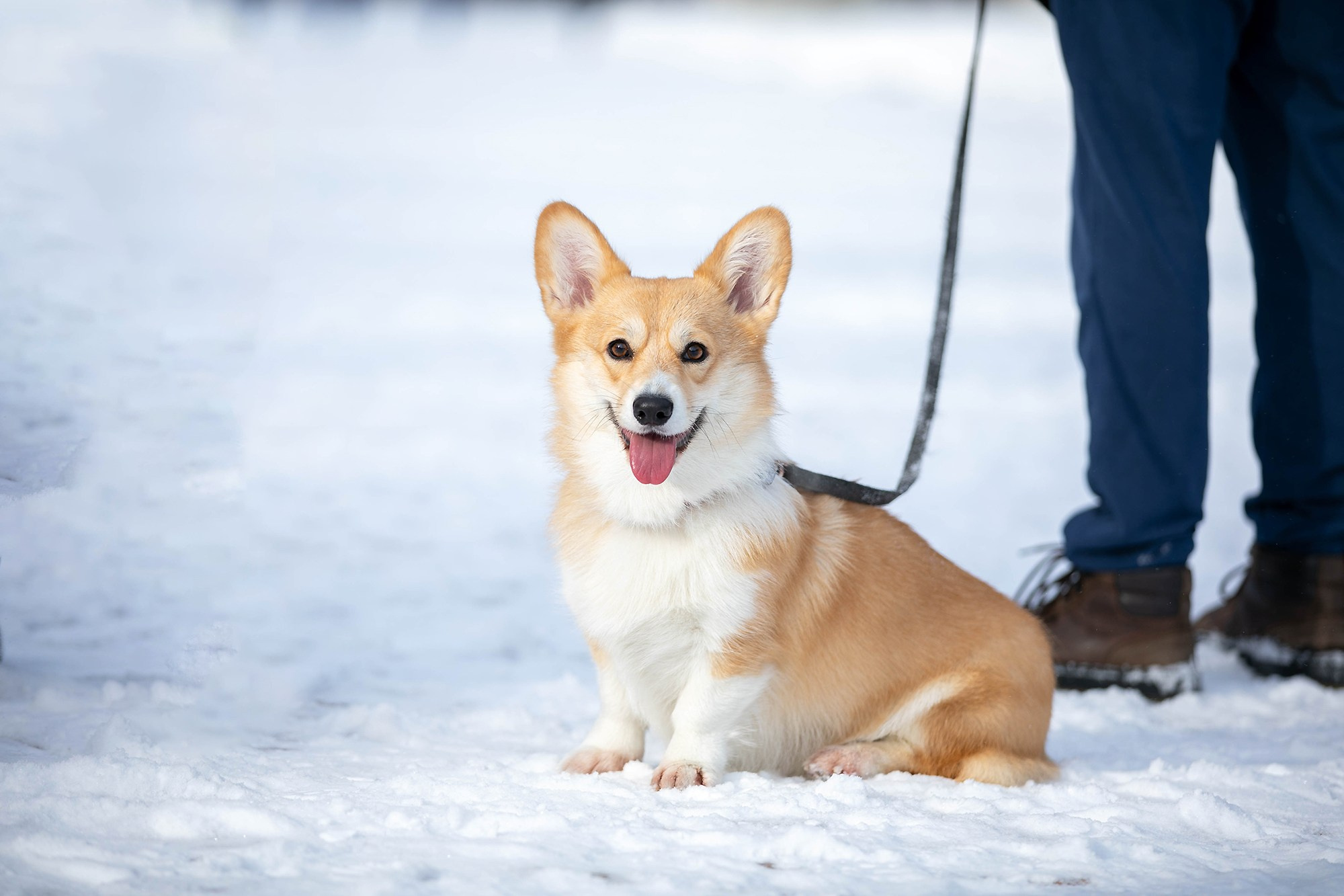 Корги-туса. Фотограф-анималист в Омске Екатерина Маричева