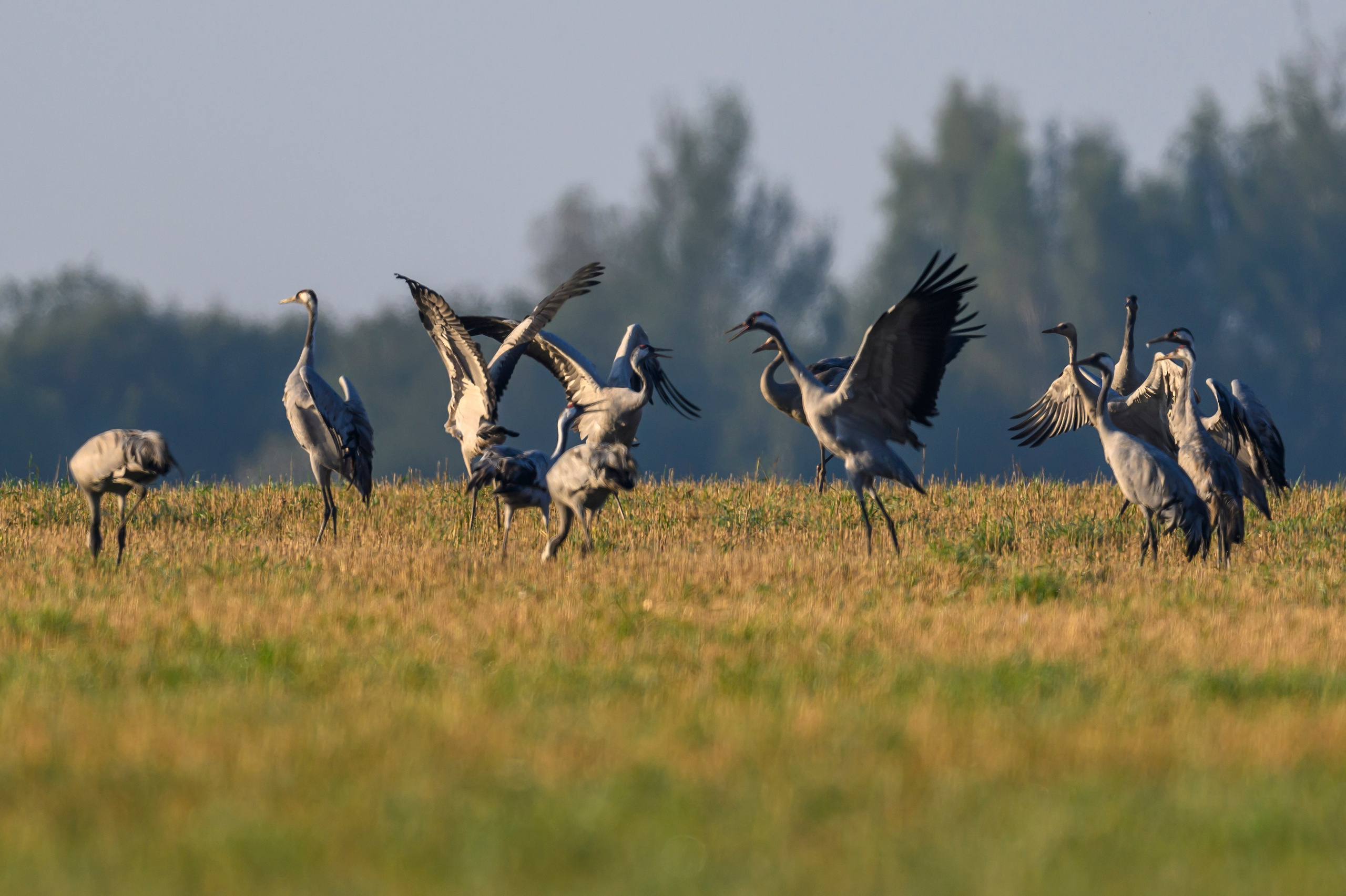 Танцы журавлей. Dances of the Cranes. Фотограф Сергей Пупонин