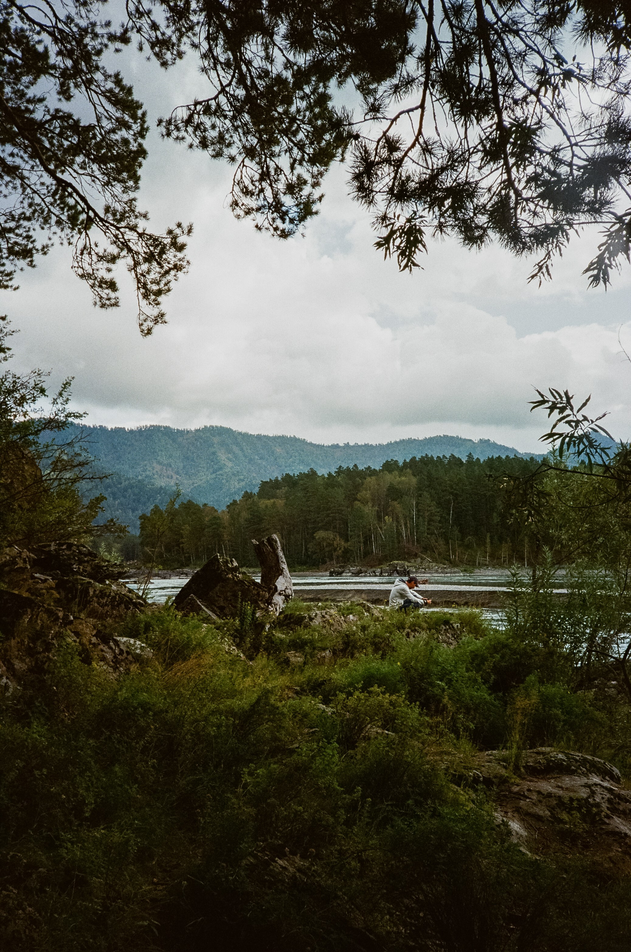 Катунь и сосны на базе Беррель. Ботанический сад. Фотограф-документалист Мария Осокина