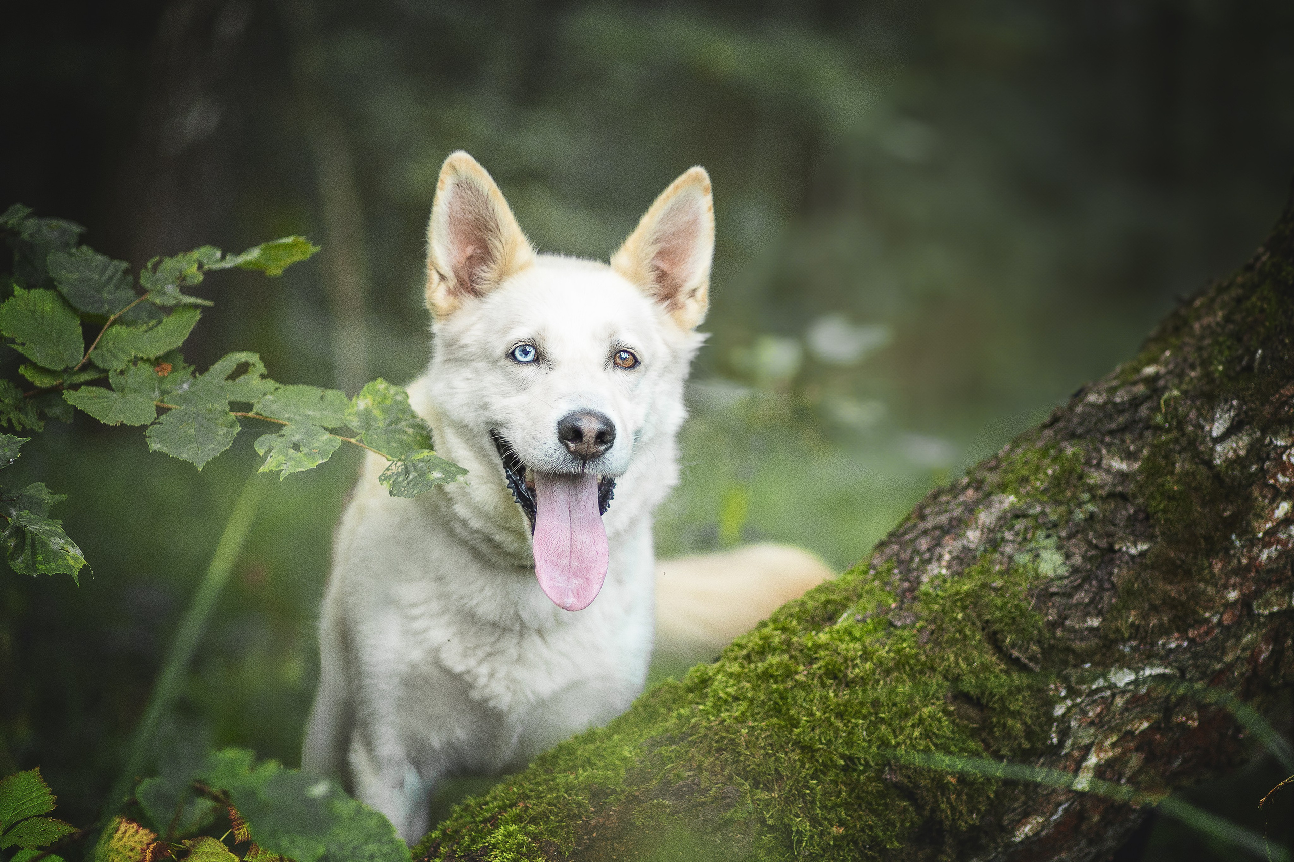 ИЩУТ ДОМ. Фотограф-анималист в Москве и Подмосковье