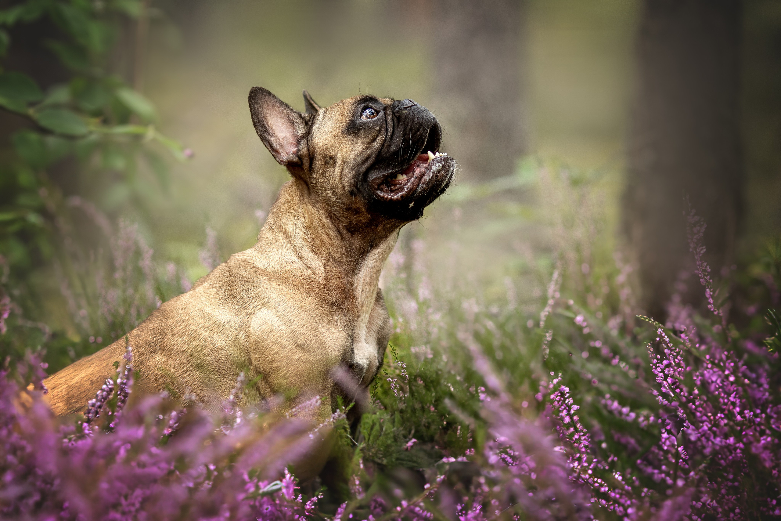 Фотограф-анималист в Москве и Подмосковье
