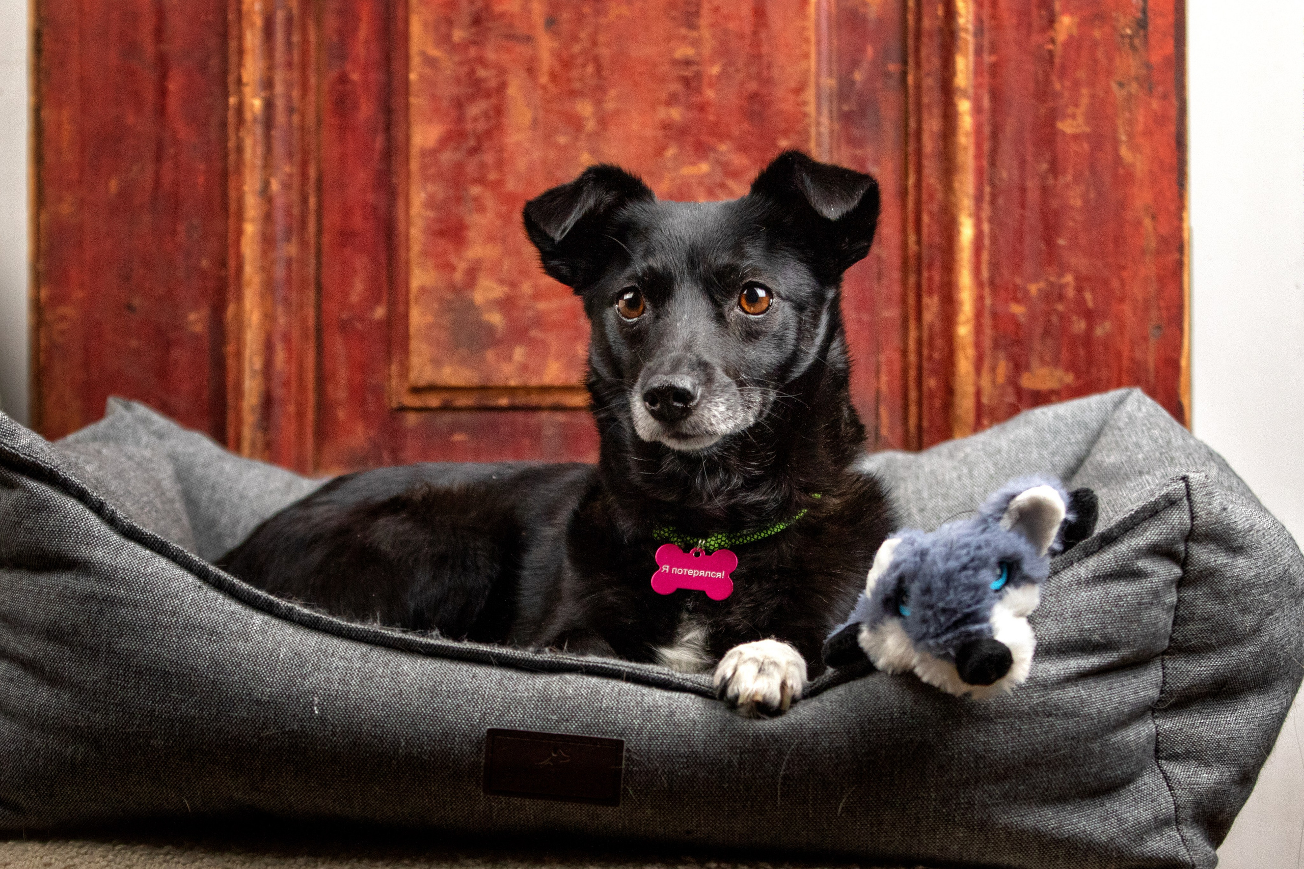 Рождественская история Бусинки. Фотограф-анималист Юлия Зубкова
