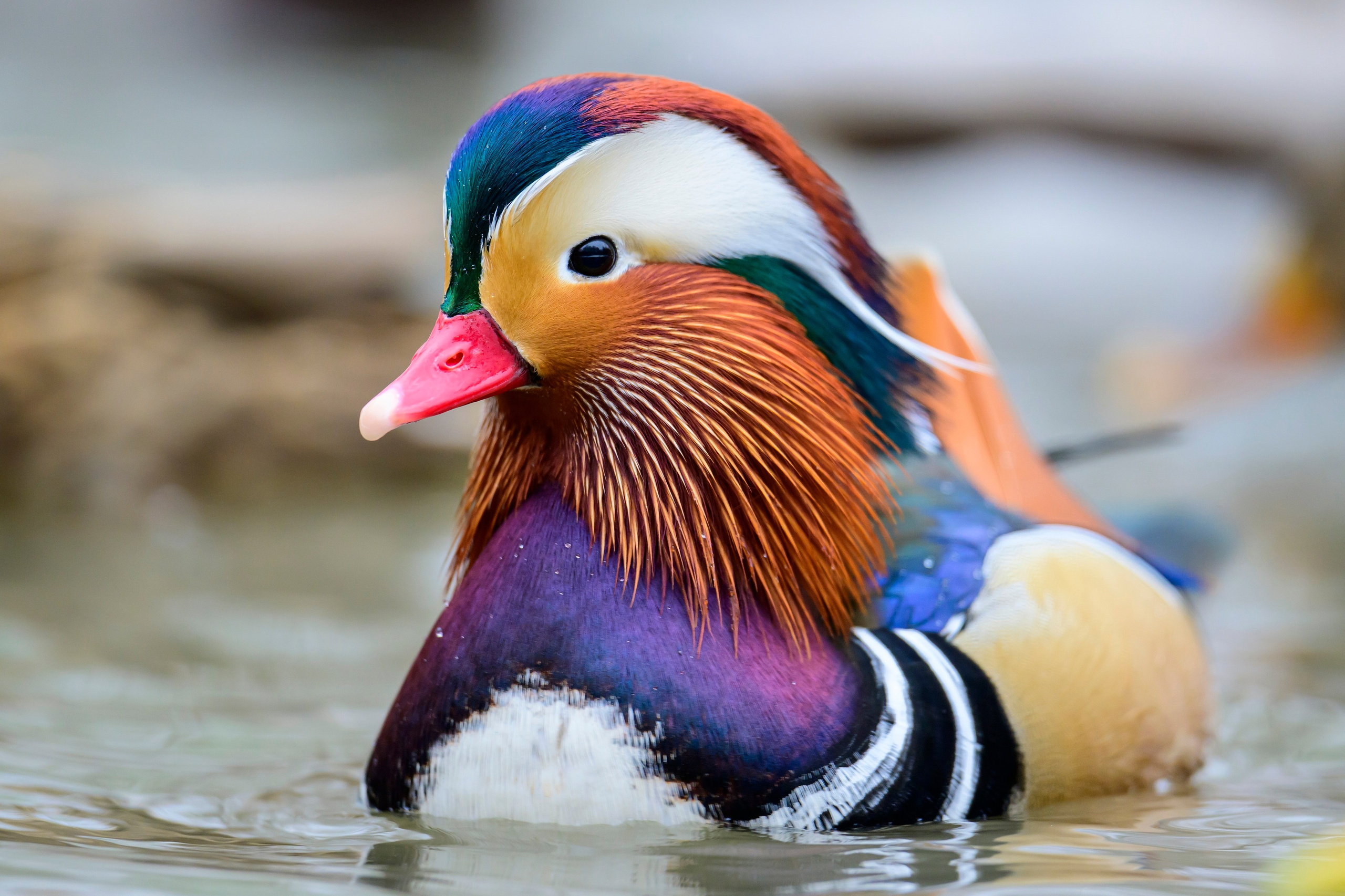Мандаринки. Mandarin ducks. Фотограф Сергей Пупонин