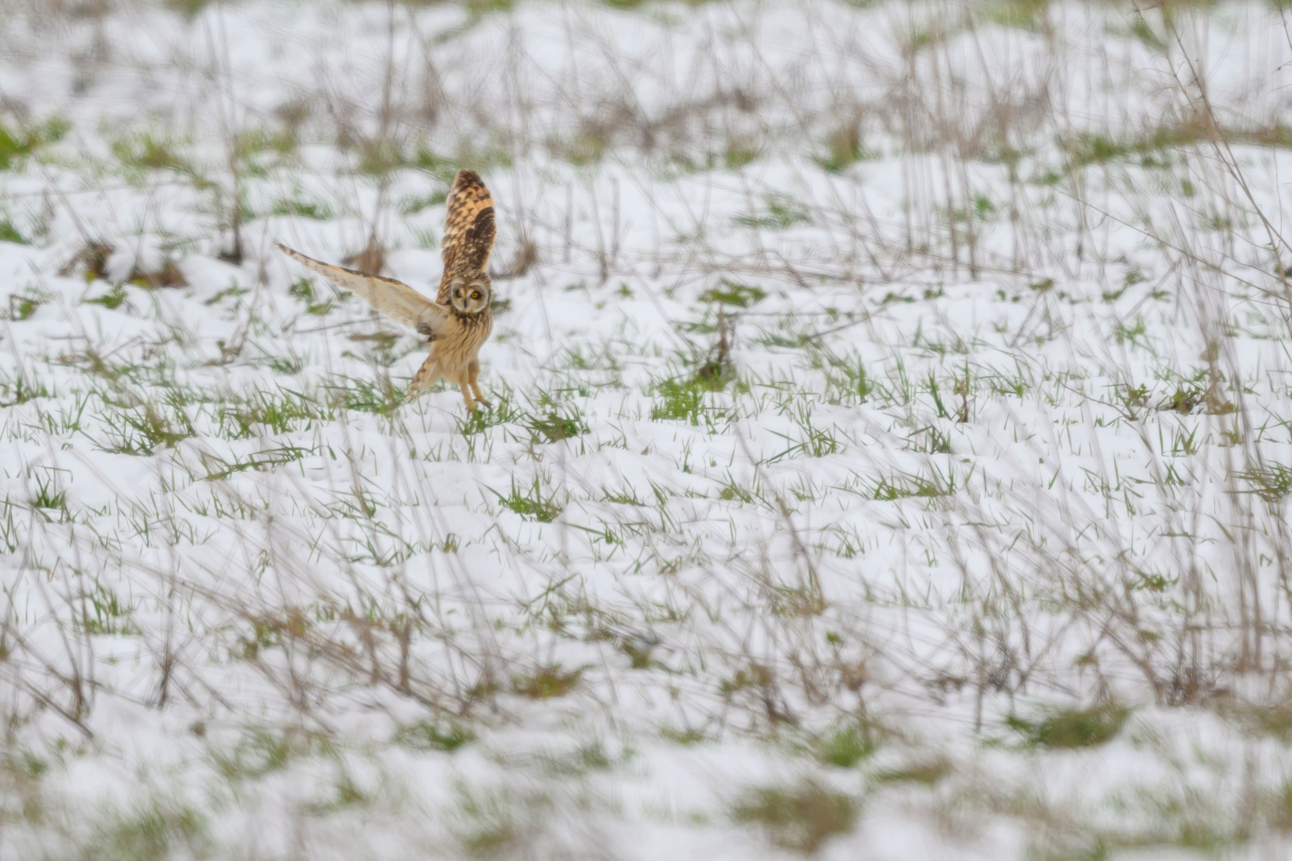 Снегопад. Wildlife photography by Sergey Puponin