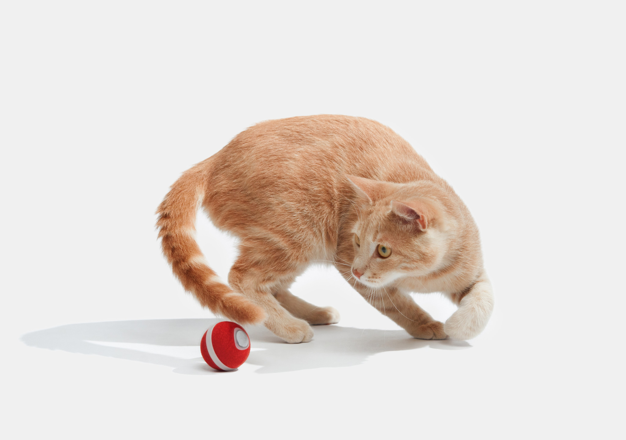 Pet Advertising Photography | Commercial Shoots with Dogs & Cats. Dog photographer Averianova Anna — Art photography of dogs