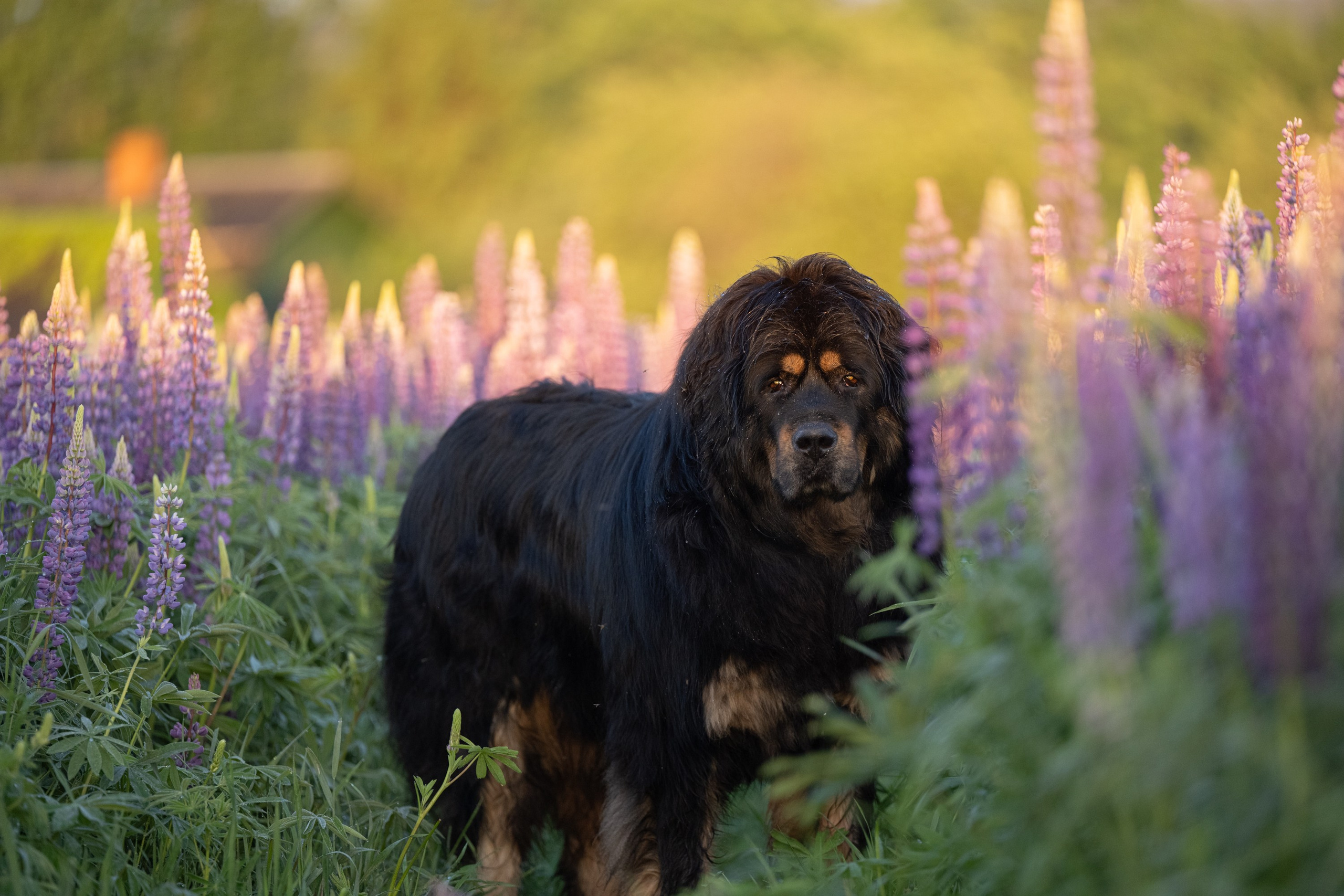 Мои Злата и Фред. -